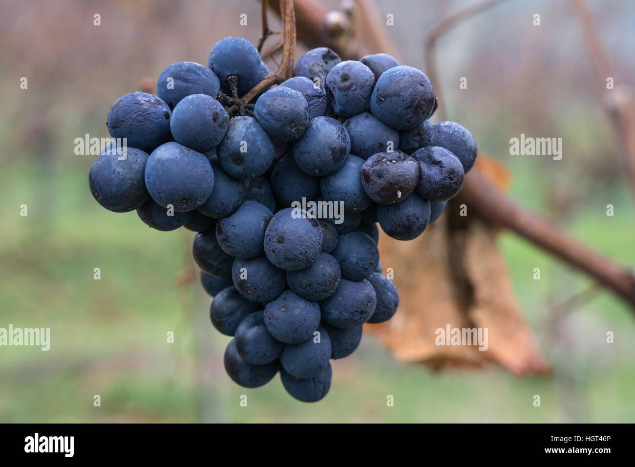 Bleu raisin congelé sur vigne pour le vin de glace, Heidelberg, Bade-Wurtemberg, Allemagne Banque D'Images