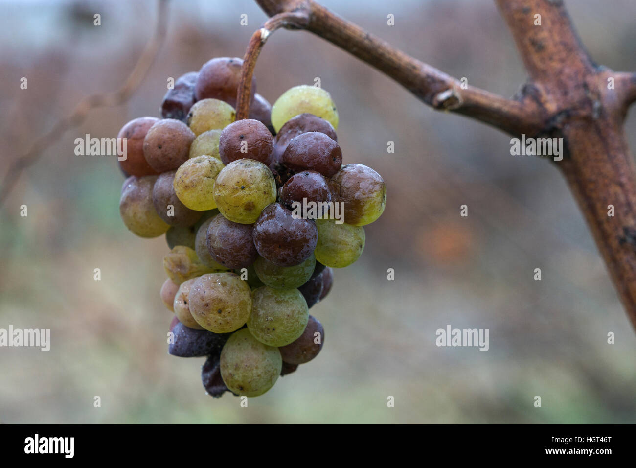 Raisins blancs congelés sur vigne pour le vin de glace, Heidelberg, Bade-Wurtemberg, Allemagne Banque D'Images