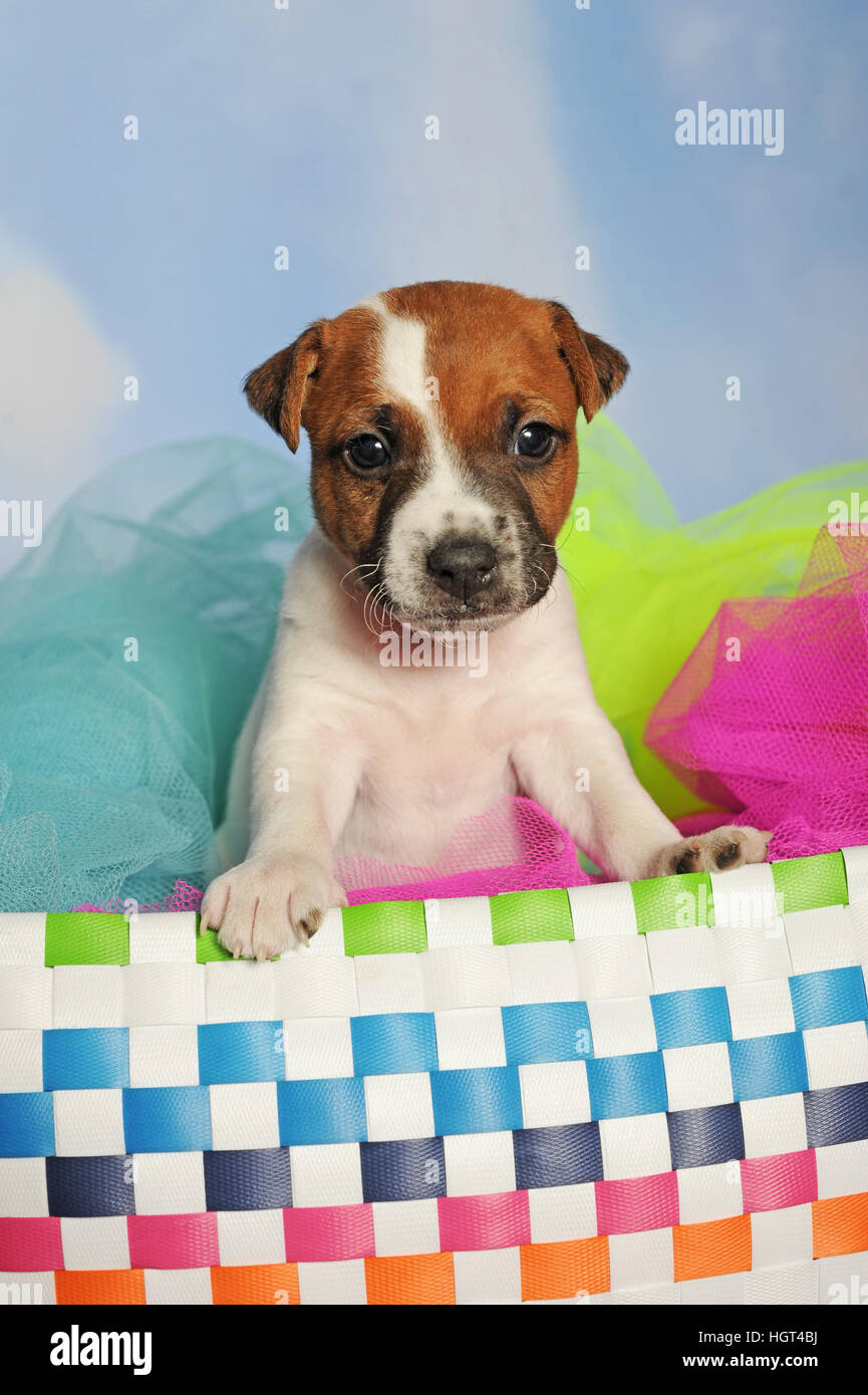 Parson Russell Terrier assis dans le panier coloré, chiot, 4 semaines, mâle, blanc et marron Banque D'Images