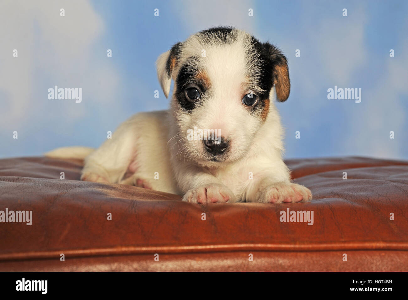 Parson Russell Terrier assis sur coussin en cuir, chiot, 4 semaines, mâle, blanc et marron Banque D'Images