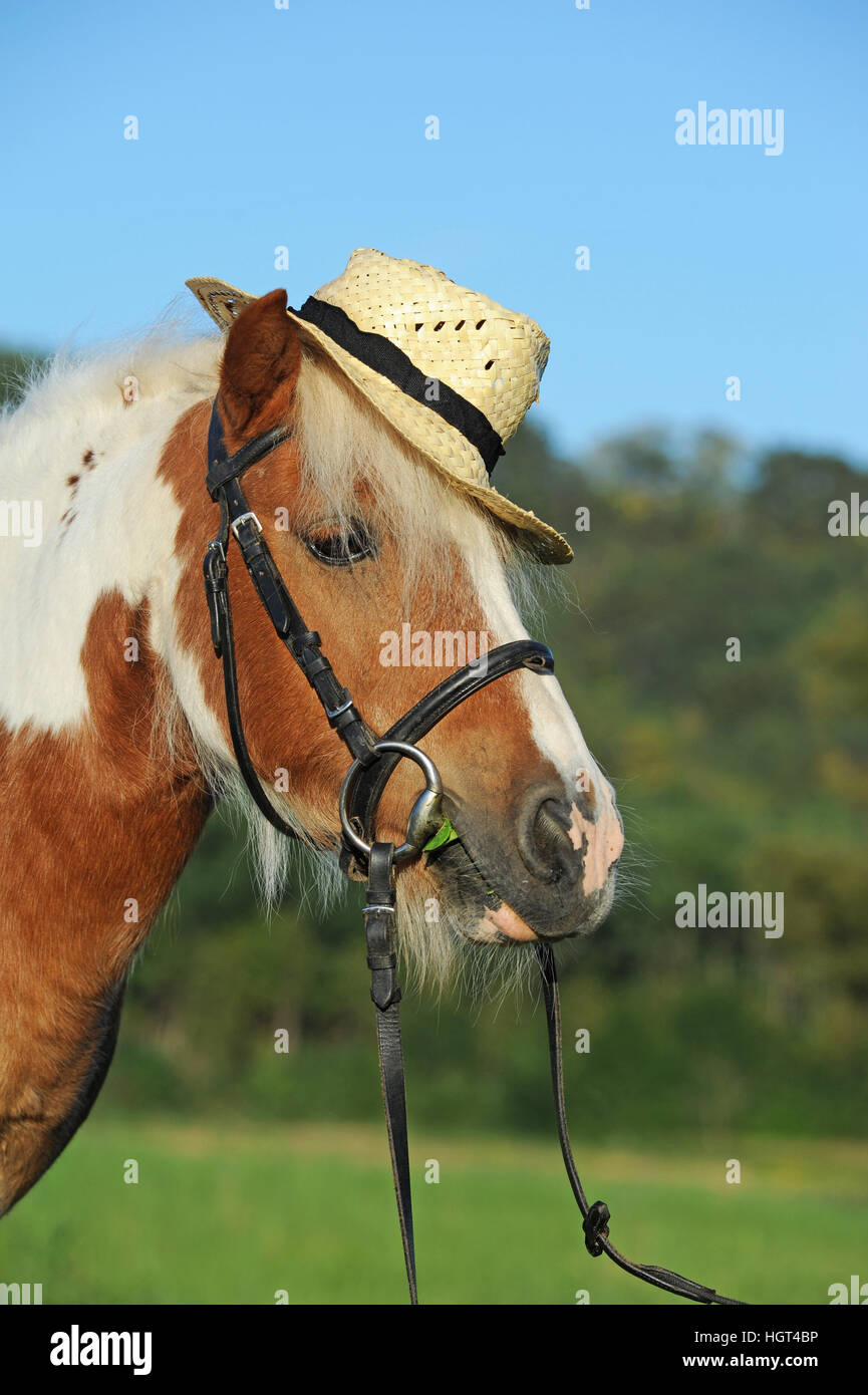 L'Islande, le poney de race croisée, chestnut pinto, gelding, avec bride et hat Banque D'Images