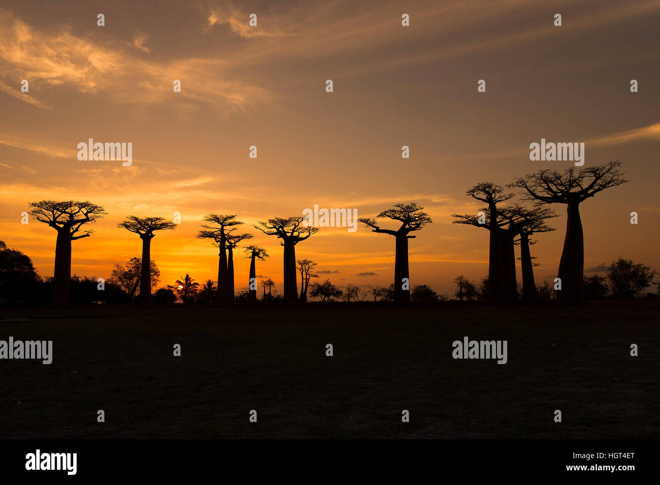 Fony Baobab (Adansonia rubrostipa) arbres, rétroéclairé, coucher de soleil, la réserve Reniala, Madagascar Banque D'Images