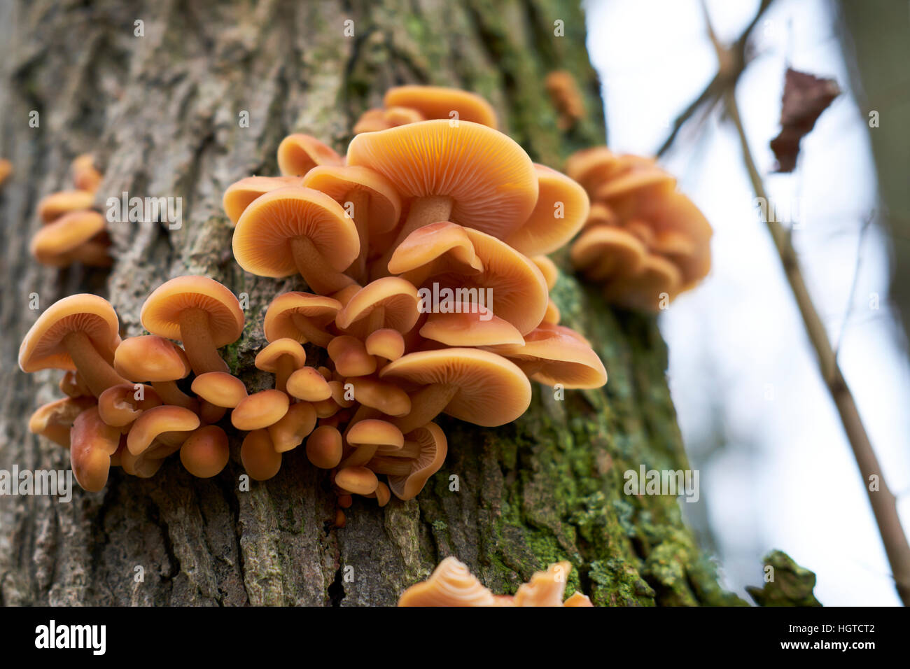 Miel parasitaire (champignon Armillaria mellea) vivant sur un autre arbre, UK. Banque D'Images