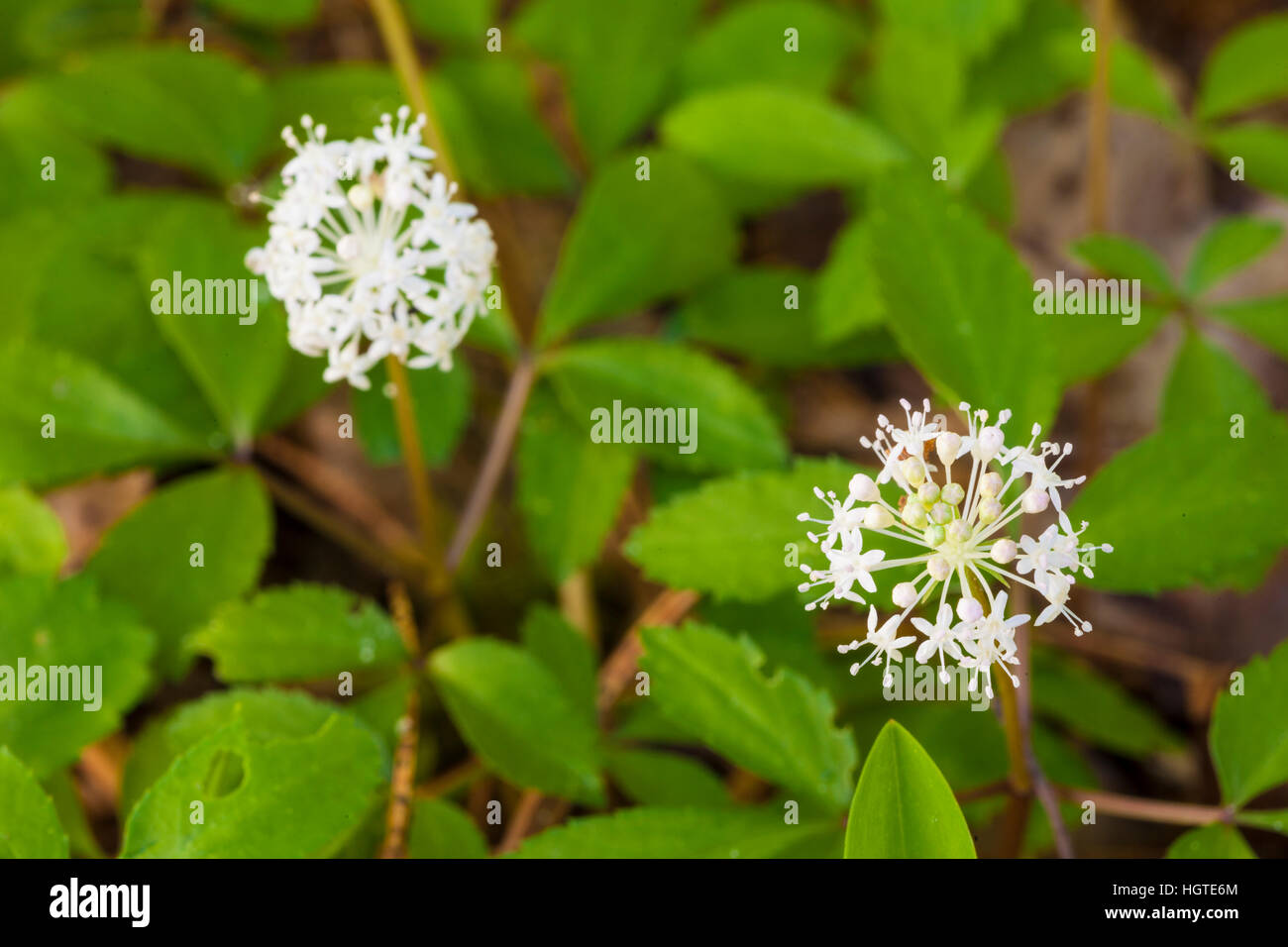 Ginseng Panax trifolius, Nain, dans une forêt de Durham, New Hampshire. Banque D'Images