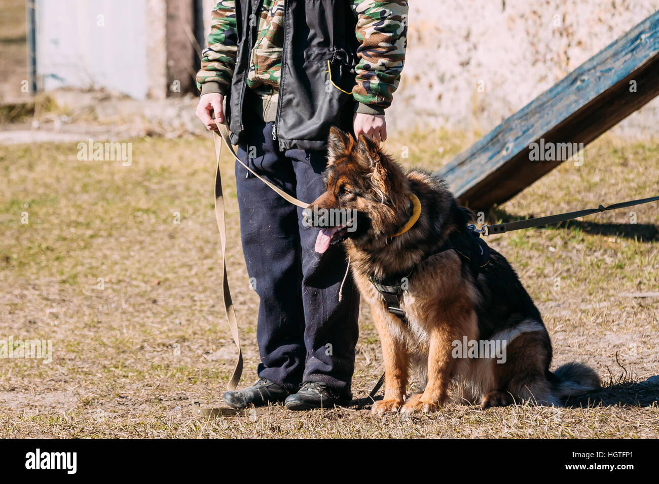 Formation de chien de berger allemand. Chien de mordre. Chien Loup d'Alsace. Deutscher, chien Banque D'Images