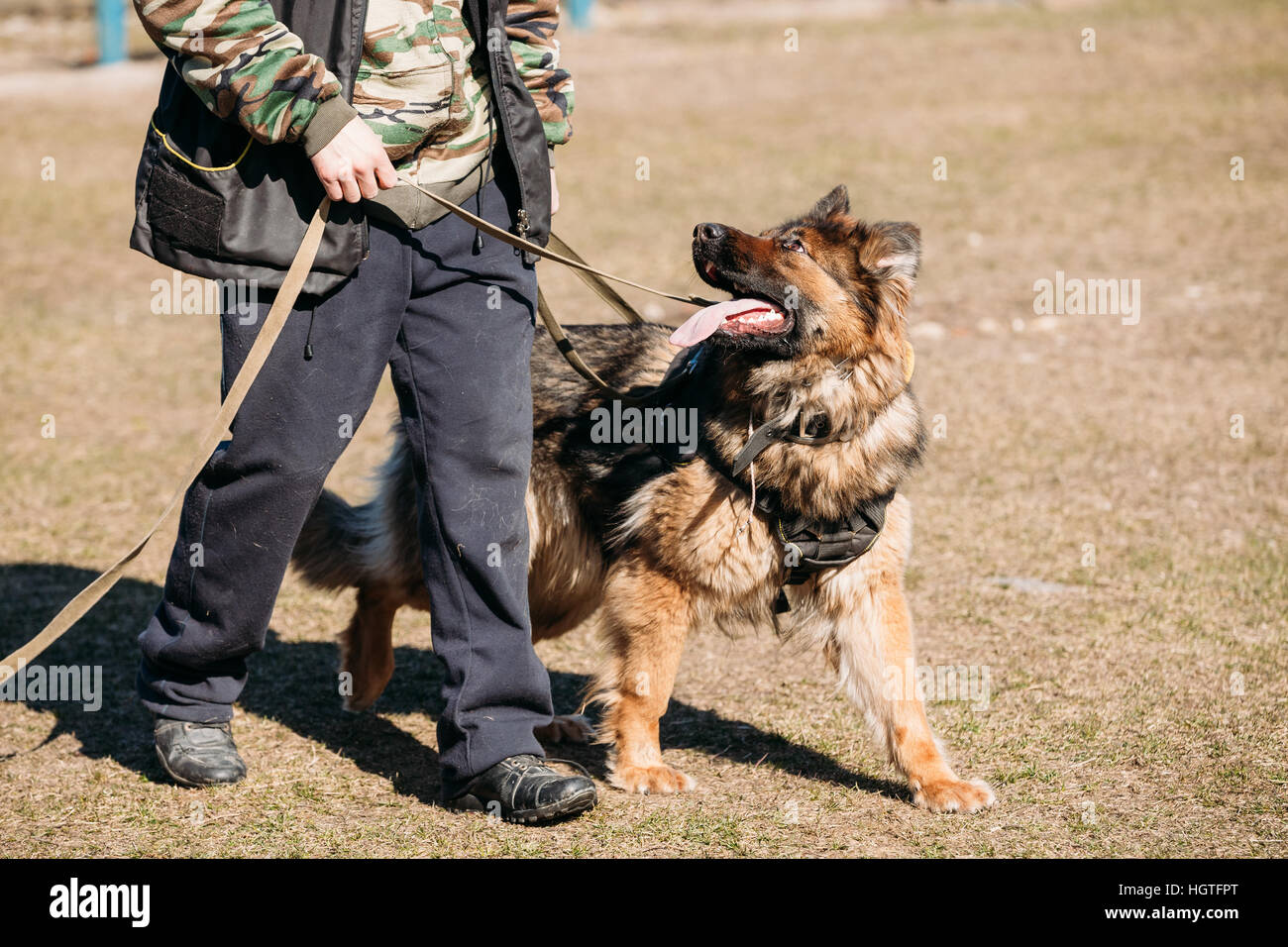 Le berger allemand chien obéissance formation. Chien Loup d'Alsace. Deutscher Dog Banque D'Images