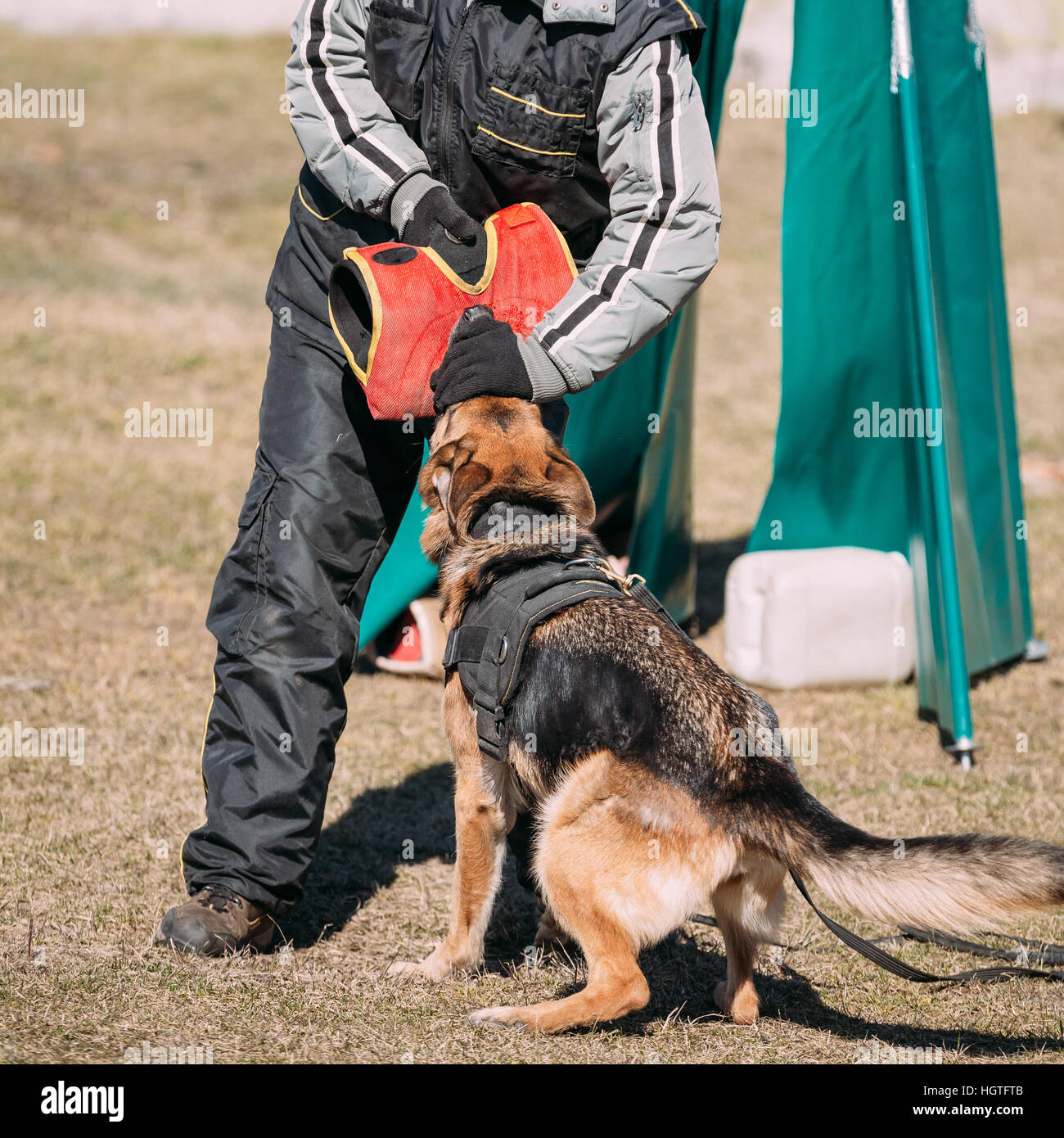 Formation de chien de berger allemand. Chien de mordre. Chien Loup d'Alsace. Deutscher, chien Banque D'Images