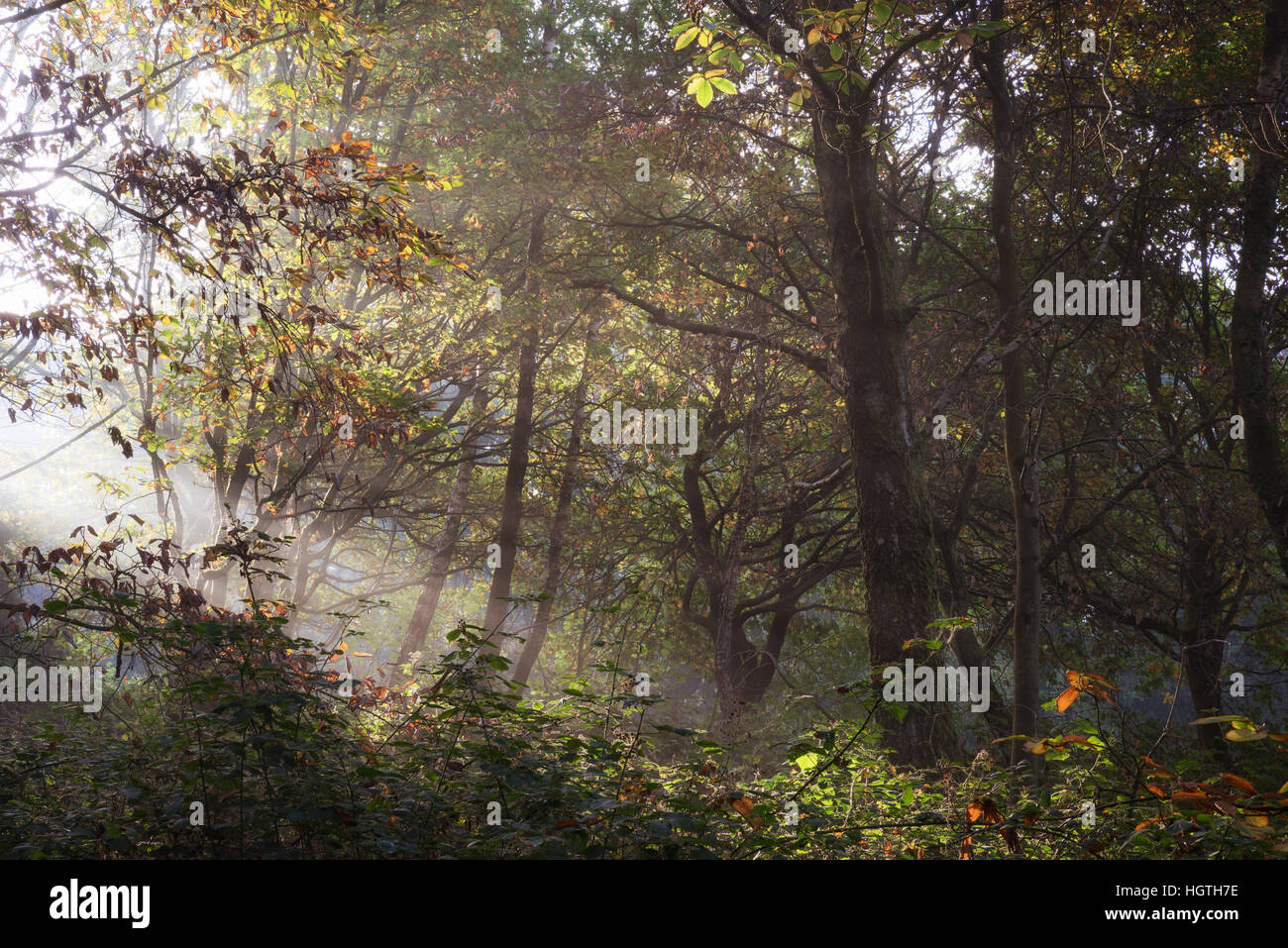 Forêt mixte misty ; newlands corner, Surrey ; un grand espace pour la marche et le mode de vie sain. Banque D'Images