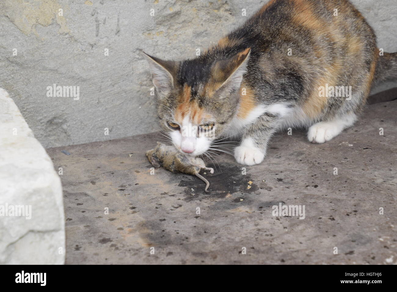 Le Chat Attrape La Souris Le Chat Mange La Souris Capturees Accueil Hunter Photo Stock Alamy