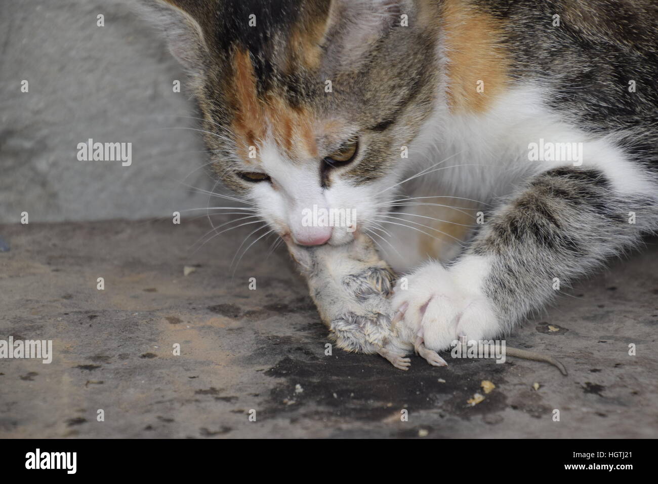 Le Chat Attrape La Souris Le Chat Mange La Souris Capturees Accueil Hunter Photo Stock Alamy