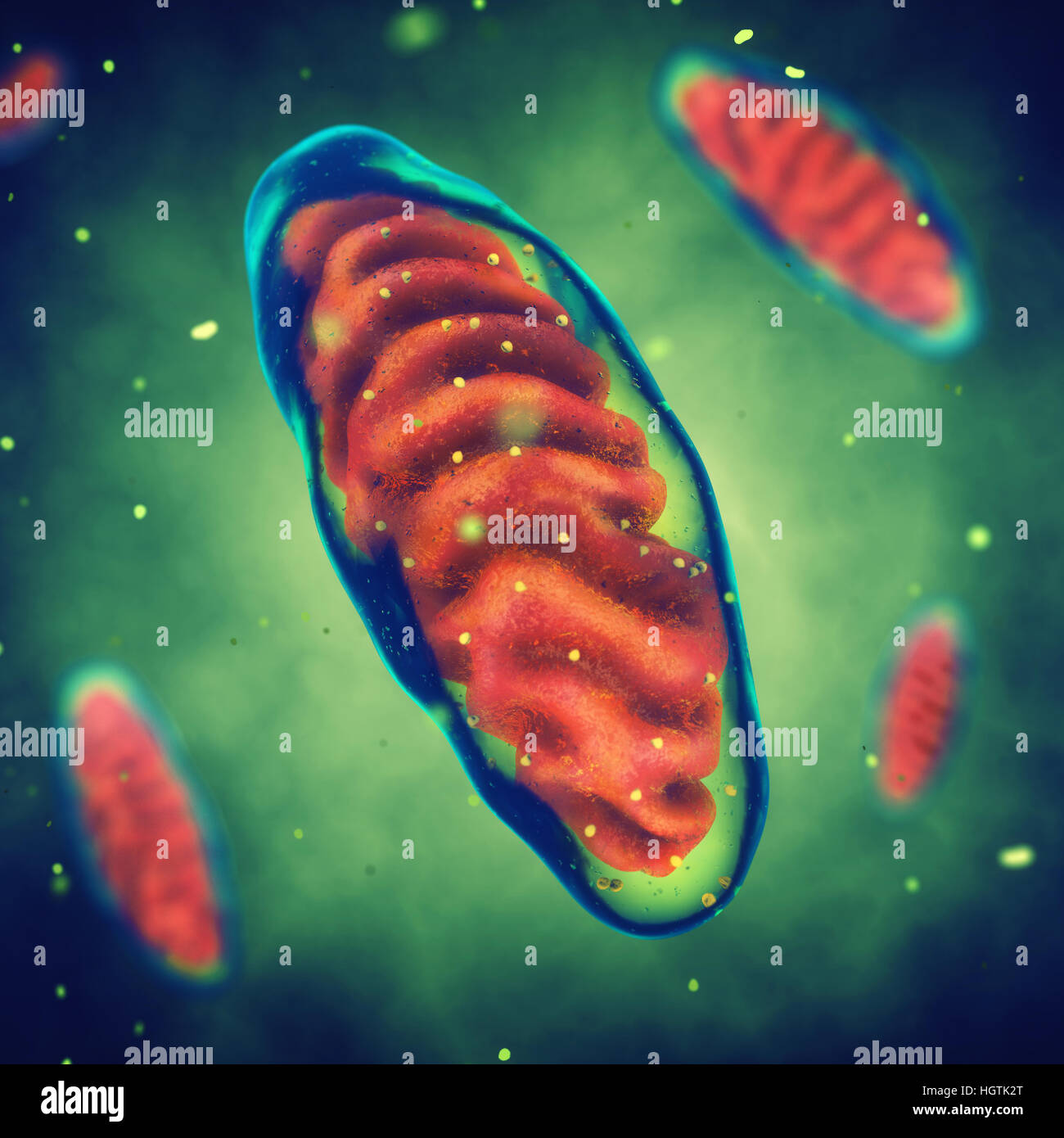 Les mitochondries des cellules , énergie , des maladies mitochondriales Banque D'Images