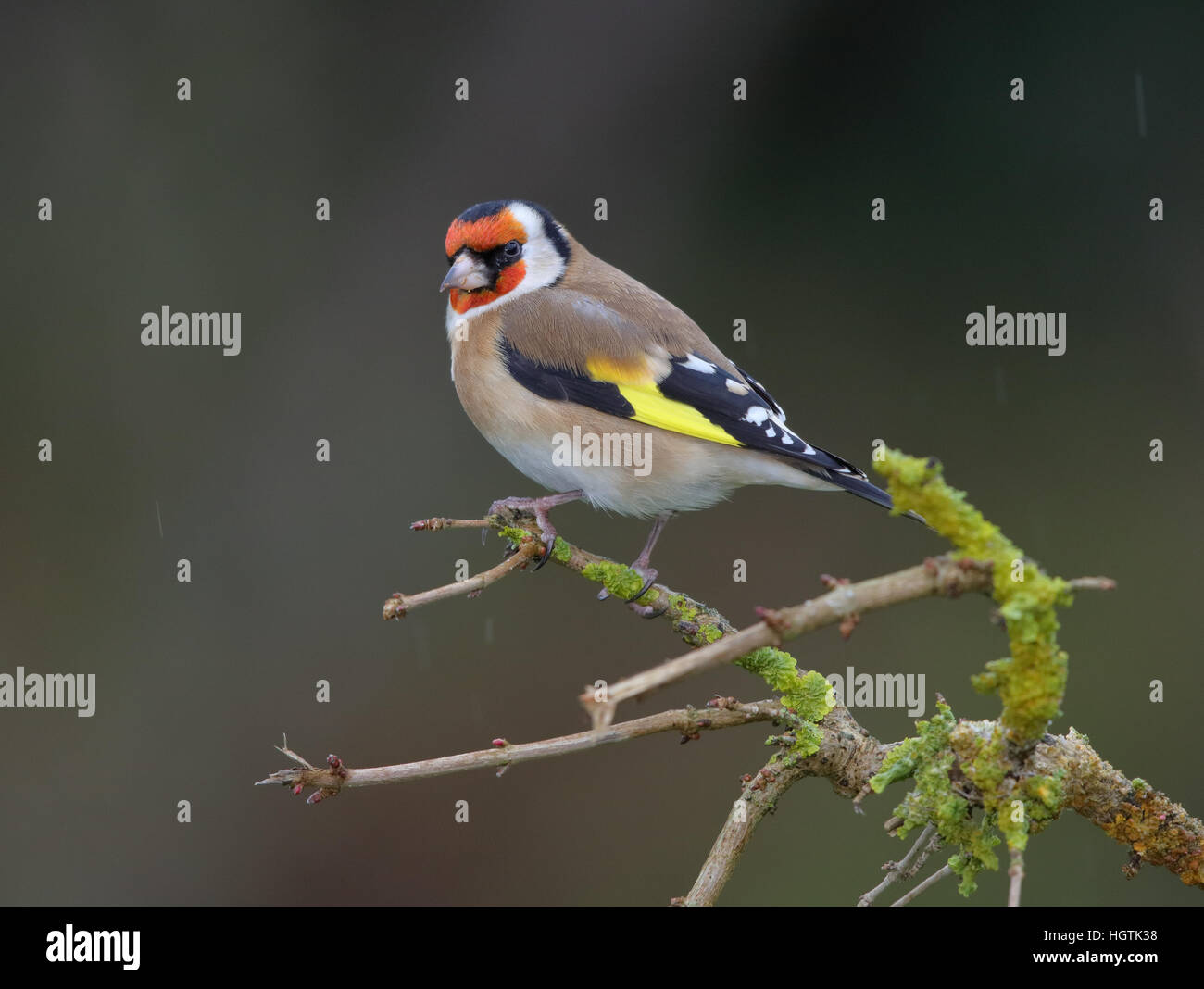 Chardonneret, Carduelis carduelis, dans un jardin en hiver Banque D'Images