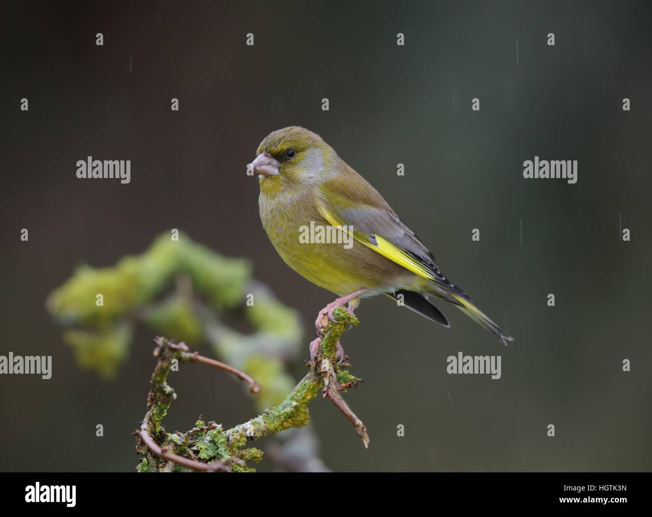 Verdier, Carduelis chloris, dans le jardin en hiver Banque D'Images