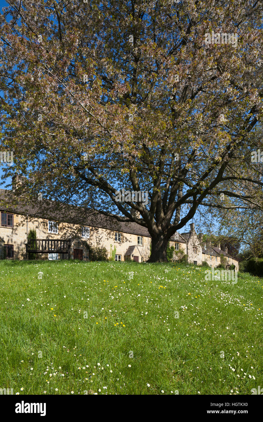 Cotswold stone cottages typiques sur la place du village encadrée par un cerisier, vaste Campden, Cotswolds, Gloucestershire, Angleterre Banque D'Images