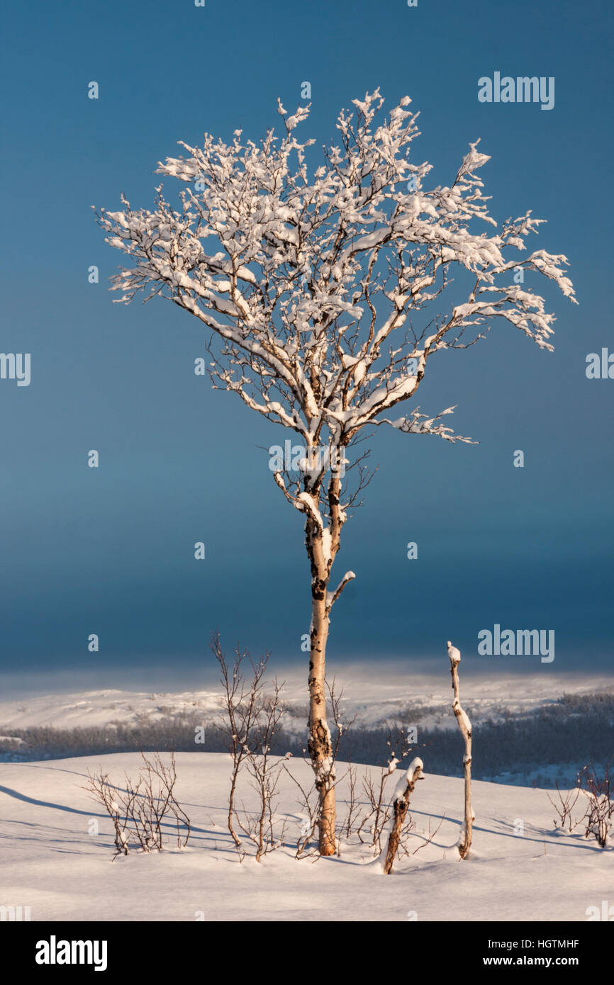 Bouleau en saison d'hiver, couverte de neige tout seul avec des montagnes en arrière-plan, Riksgränsen, Kiruna, en Laponie suédoise, Suède Banque D'Images