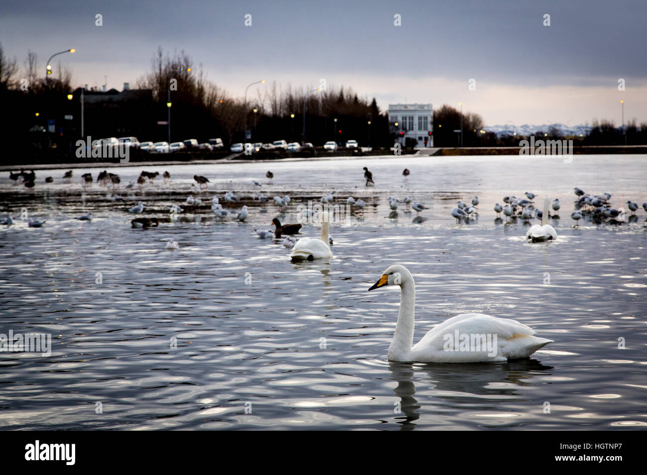 Les bandes de cygnes et canards flottent dans Tjornin Lake ou de canard étang, à Reykjavik, Islande Banque D'Images