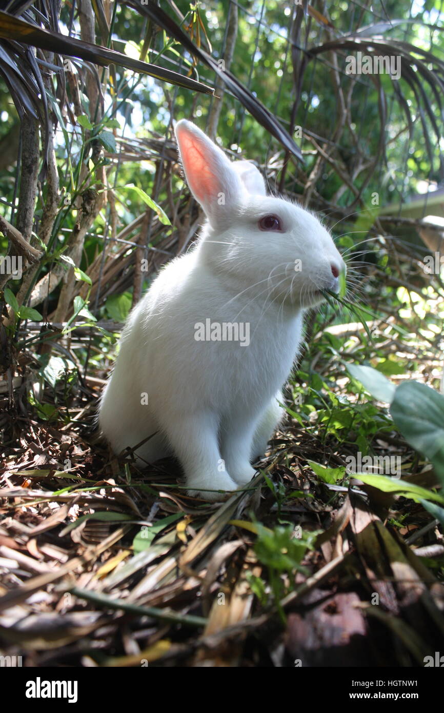 Lapin blanc mange de l'herbe Banque D'Images