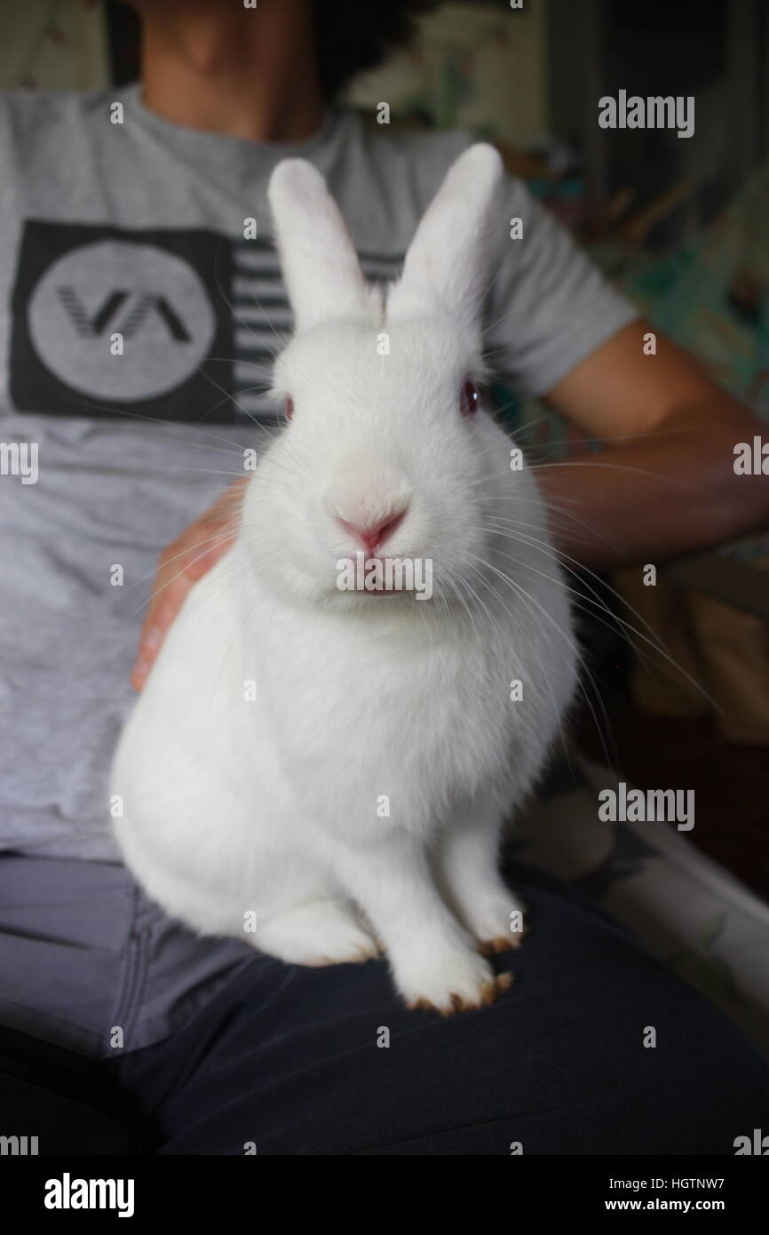 White Rabbit sitting on lap Banque D'Images