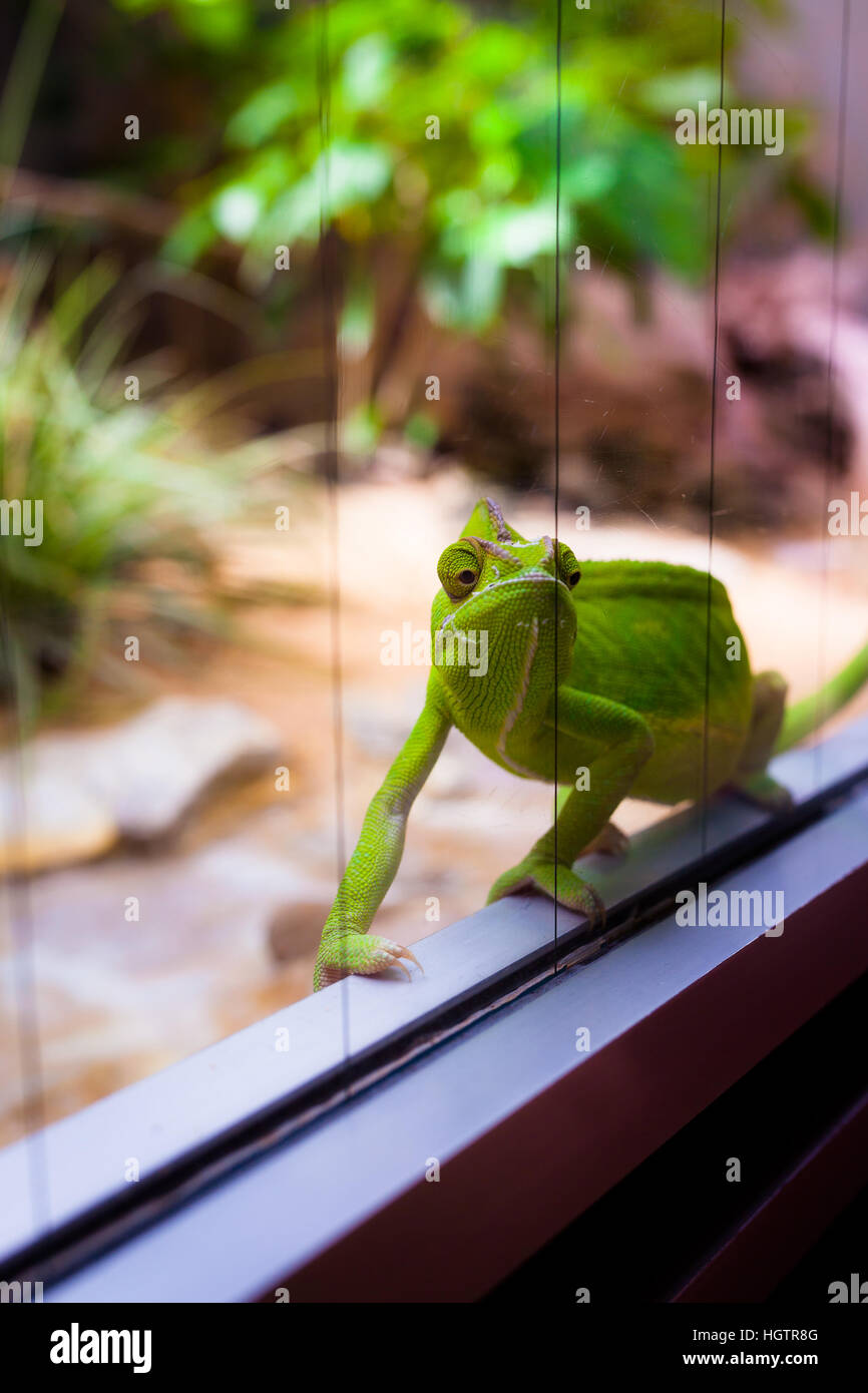 Caméléon en terrarium en verre Photo Stock - Alamy