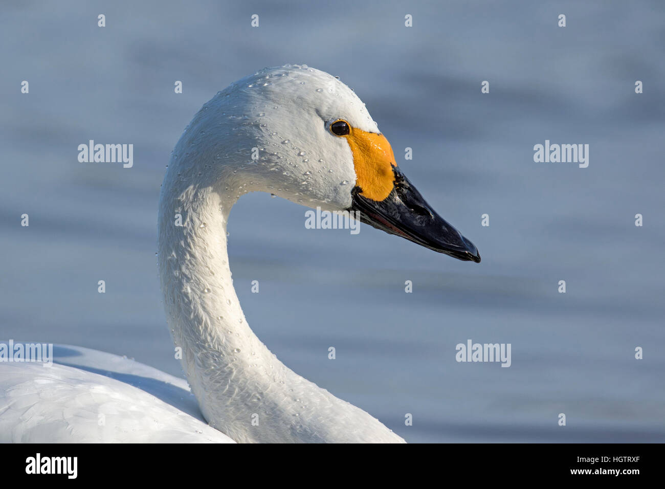 Tête et épaules vue d'un adulte le cygne de Bewick (Cygnus columbianus), Gloucestershire, Angleterre Banque D'Images