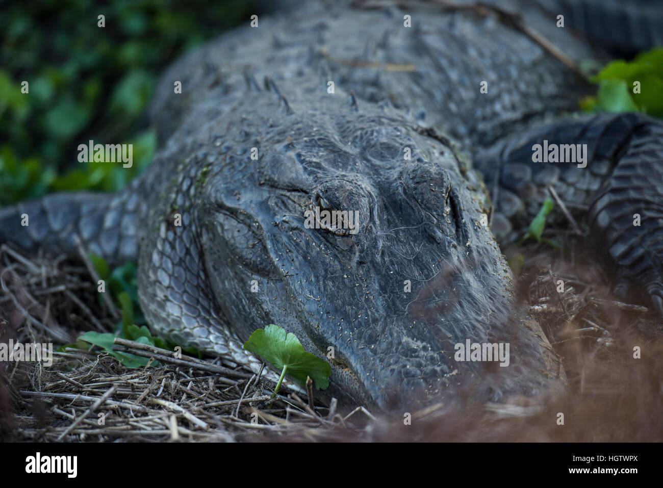 Alligator Paynes, Prairie, Floride Banque D'Images