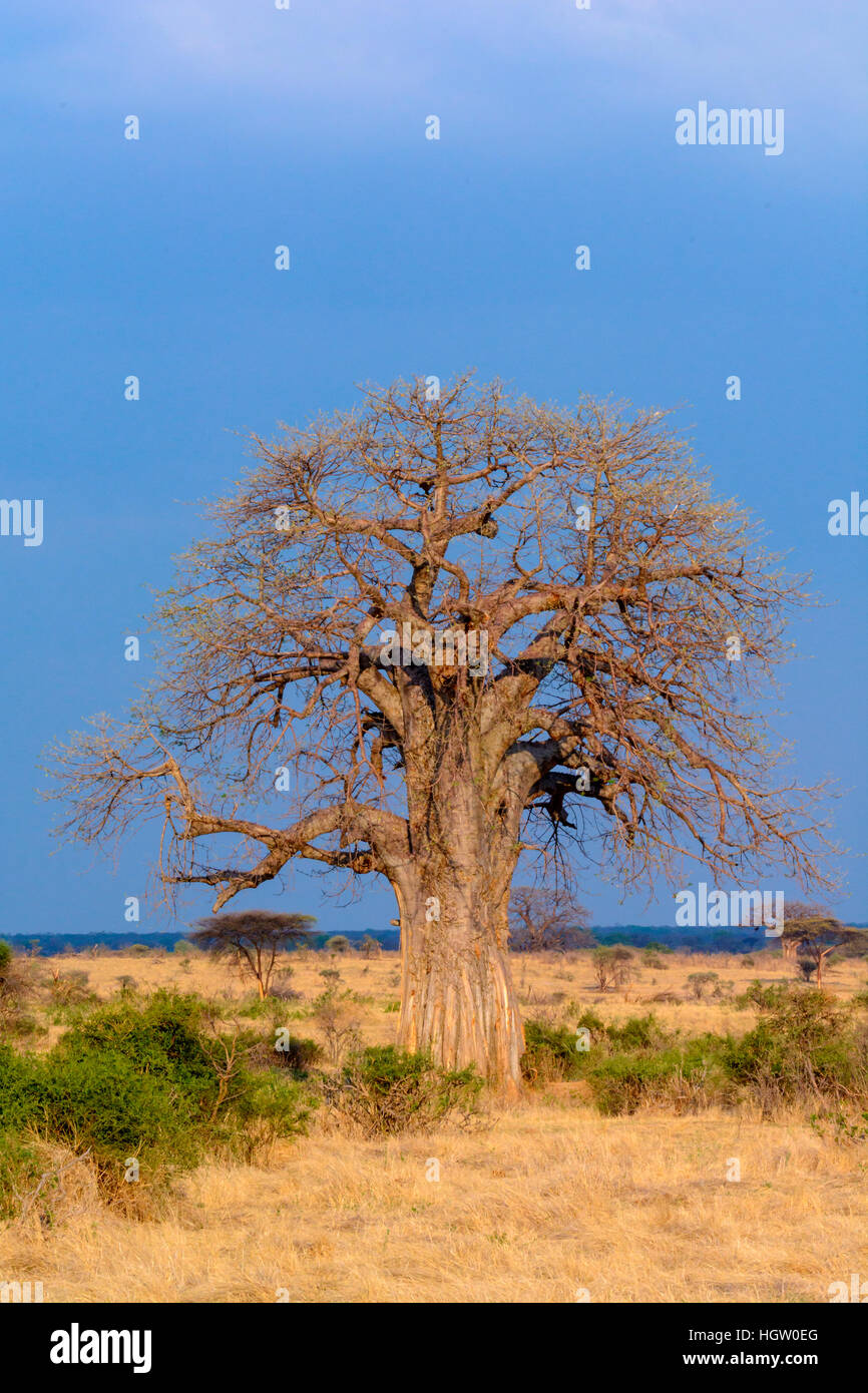 Le Baobab, arbre-rat mort, de l'apparition du fruit, pain de singe-arbre, le fruit est doux et sec, comestibles, d'arbres à l'envers les rares branches ressemblent à des racines, ou la crème de tartre arbre, l'Adansonia digitata, le Ruaha National Park. Tanzanie Banque D'Images