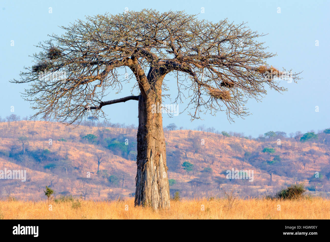 Le Baobab, arbre-rat mort, de l'apparition du fruit, pain de singe-arbre, le fruit est doux et sec, comestibles, d'arbres à l'envers les rares branches ressemblent à des racines, ou la crème de tartre arbre, l'Adansonia digitata, le Ruaha National Park. Tanzanie Banque D'Images