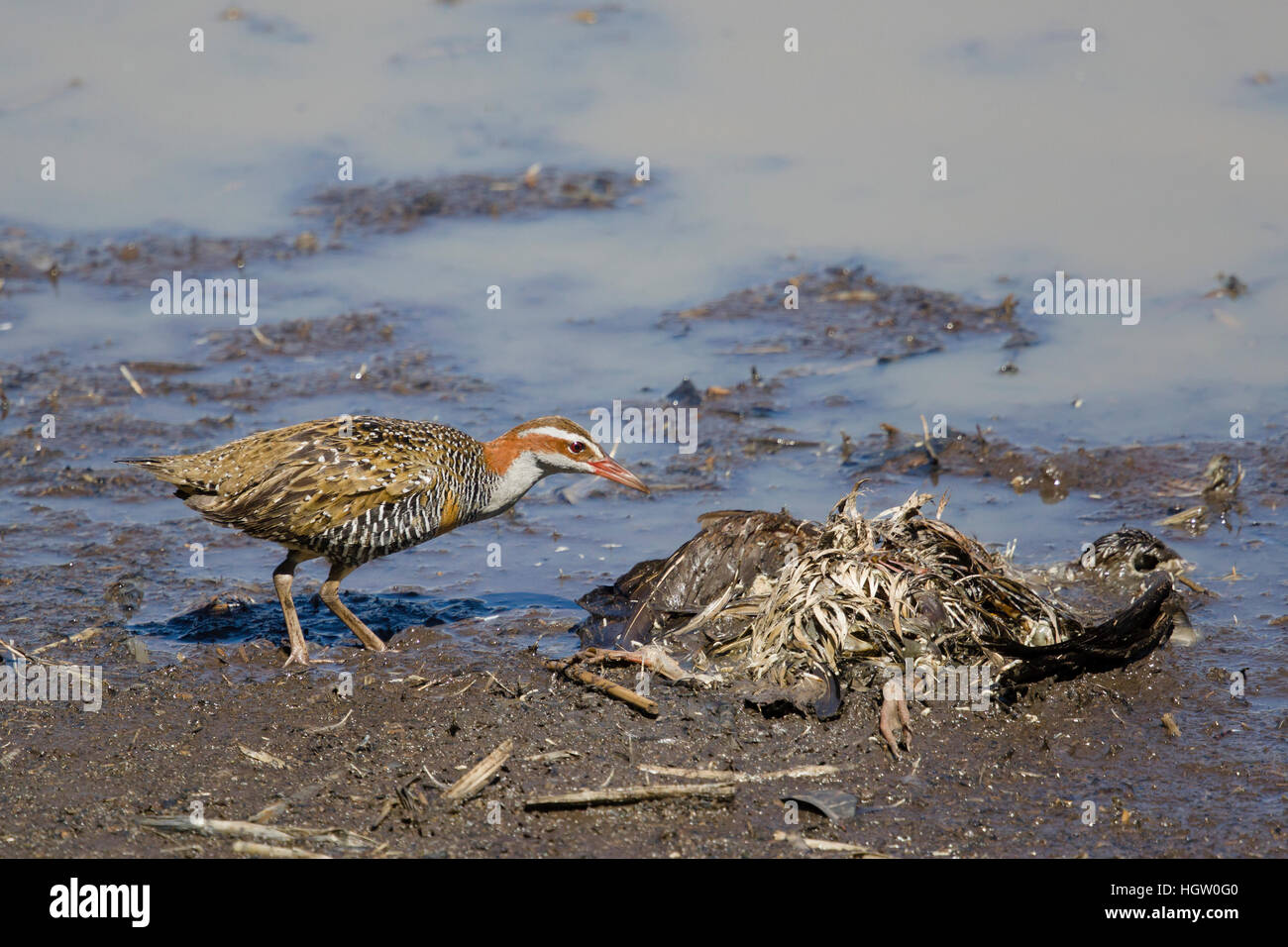 Buff-banded Rail - s'alimenter à la charogne Gallirallus philippensis Atherton Queensland, Australie BI031078 Banque D'Images