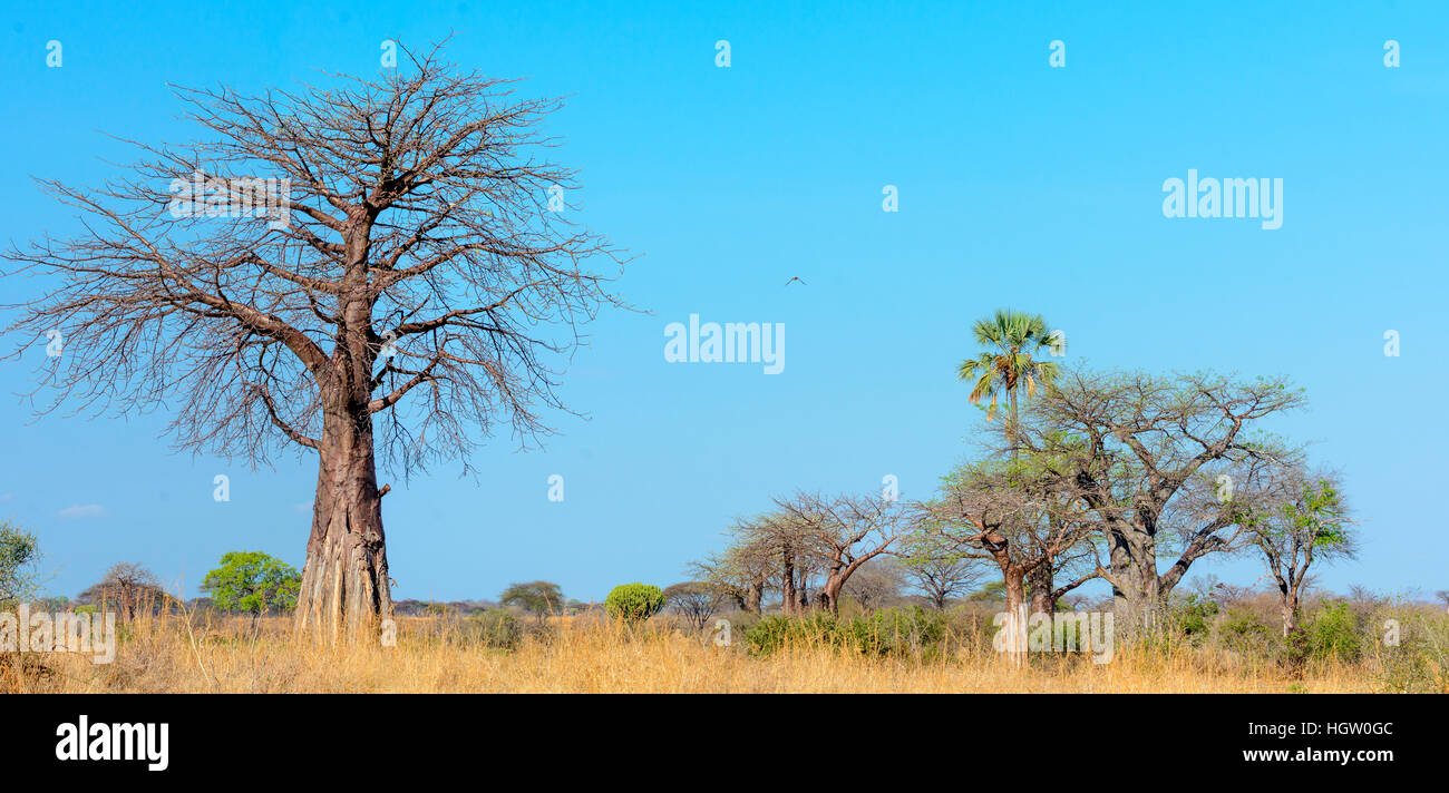 Le Baobab, arbre-rat mort, de l'apparition du fruit, pain de singe-arbre, le fruit est doux et sec, comestibles, d'arbres à l'envers les rares branches ressemblent à des racines, ou la crème de tartre arbre, l'Adansonia digitata, le Ruaha National Park. Tanzanie Banque D'Images