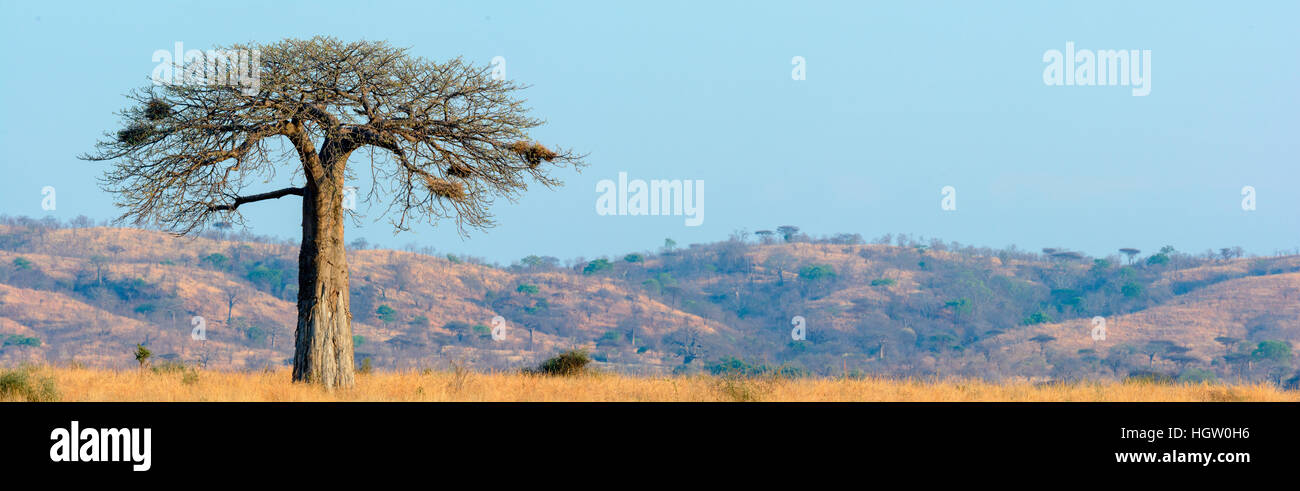 Le Baobab, arbre-rat mort, de l'apparition du fruit, pain de singe-arbre, le fruit est doux et sec, comestibles, d'arbres à l'envers les rares branches ressemblent à des racines, ou la crème de tartre arbre, l'Adansonia digitata, le Ruaha National Park. Tanzanie Banque D'Images