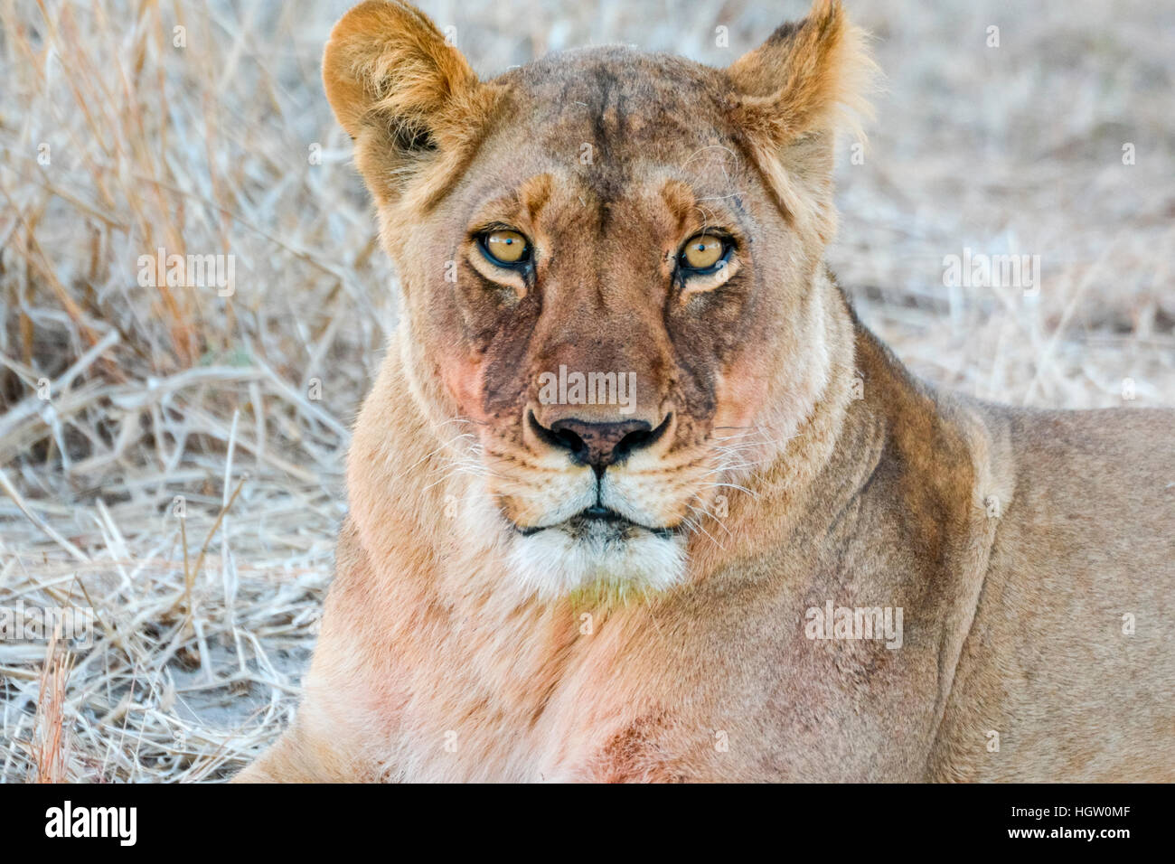 Lion, lionne, Panthera leo, portrait. Réserve de gibier du Kalahari central. Botswana Banque D'Images