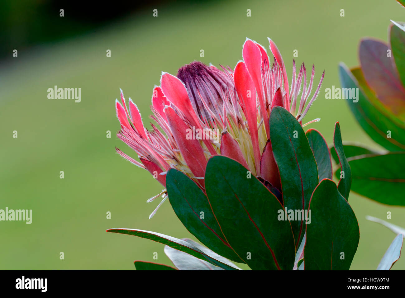 'Sylvia' Protea hybride. La ville du Cap. Western Cape. L'Afrique du Sud Banque D'Images