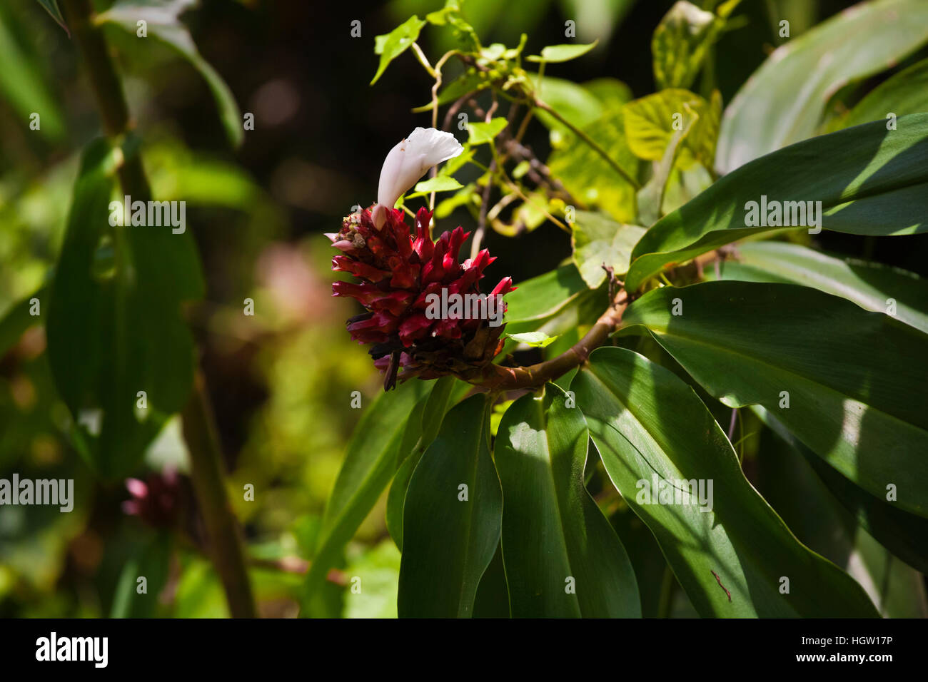Une floraison de plantes tropicales dans la forêt près de Sepilok Kabili Sandakan, Malaisie, Bornéo Banque D'Images Une floraison de plantes tropicales dans la forêt près de Sepilok Kabili Sandakan, Malaisie, Bornéo Banque D'Images