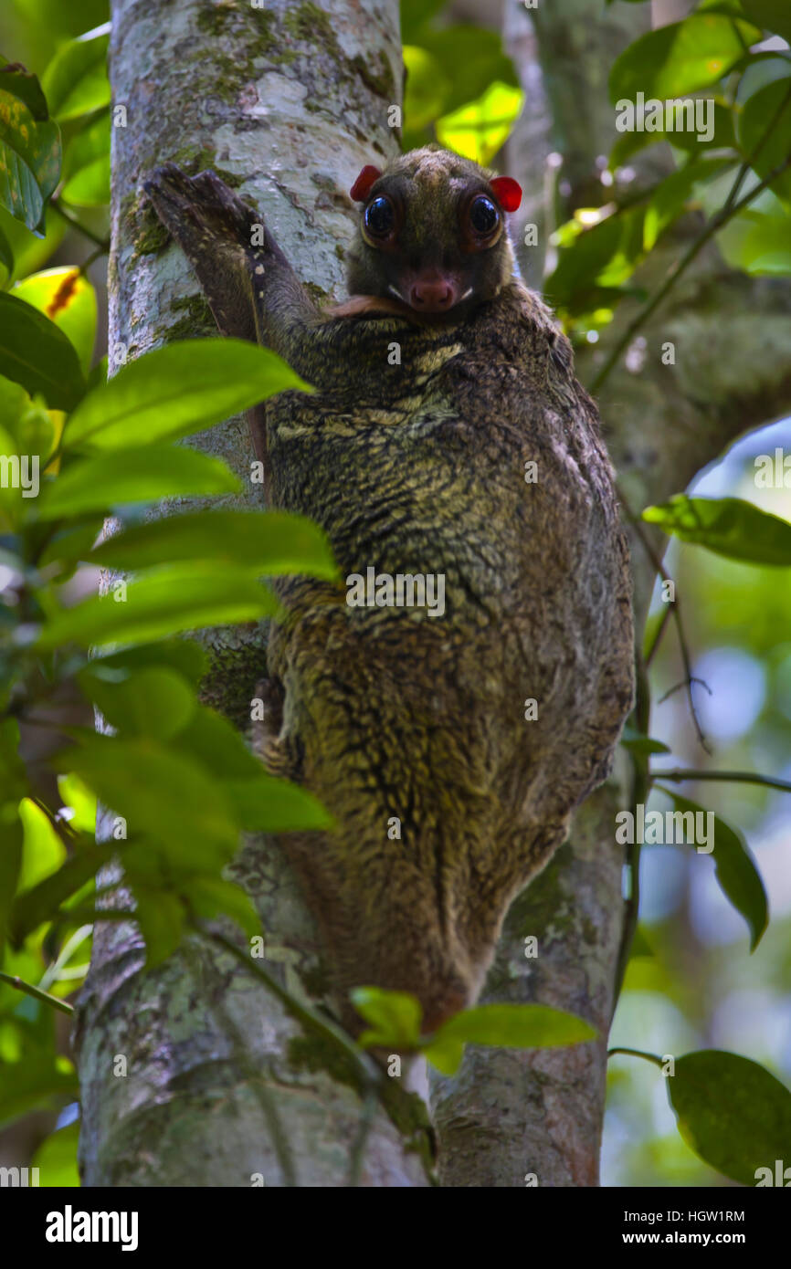 Un Colugo ou battant Lemur, Galeopterus variegatus, sur un arbre dans le parc national de Bako qui est situé dans la région de Sarawak, Bornéo, Malaisie Banque D'Images