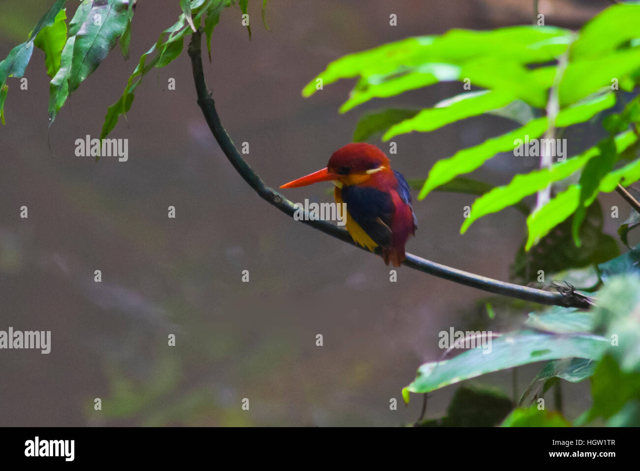 Un Martin-Pêcheur Nain oriental, Ceyx Erithaca Kabili, dans la forêt près de Sepilok Sandakan, Malaisie, Bornéo Banque D'Images