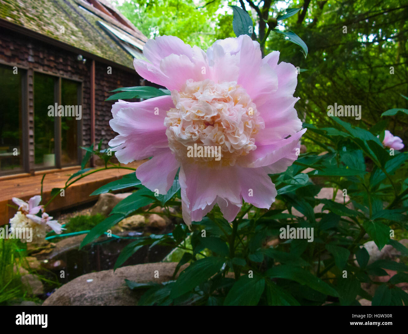 Mendota Heights, Minnesota, pivoine Rose Blossom Banque D'Images