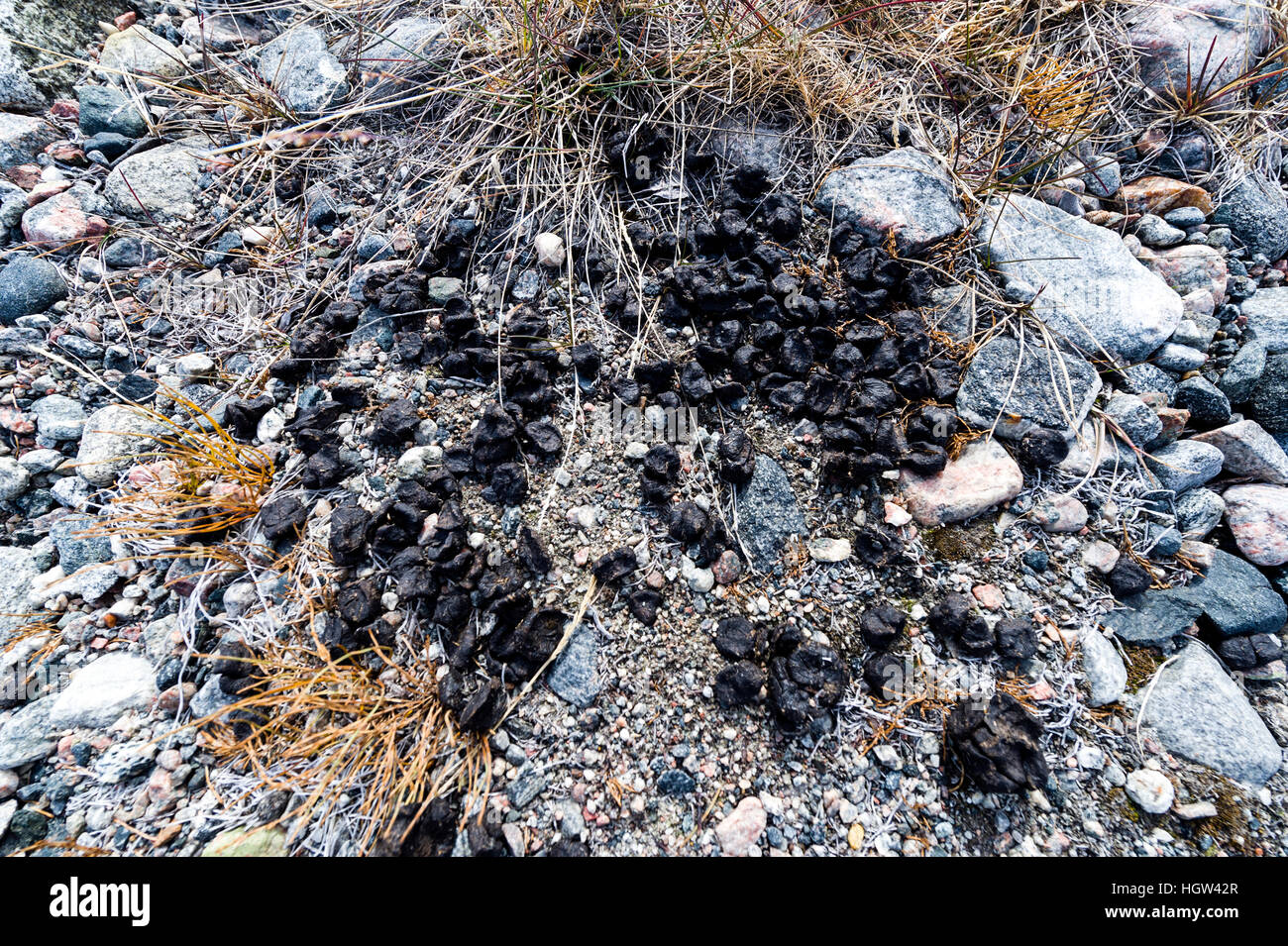 Une pile d'excréments du caribou de la toundra, qui fertilisent les granulés. Banque D'Images