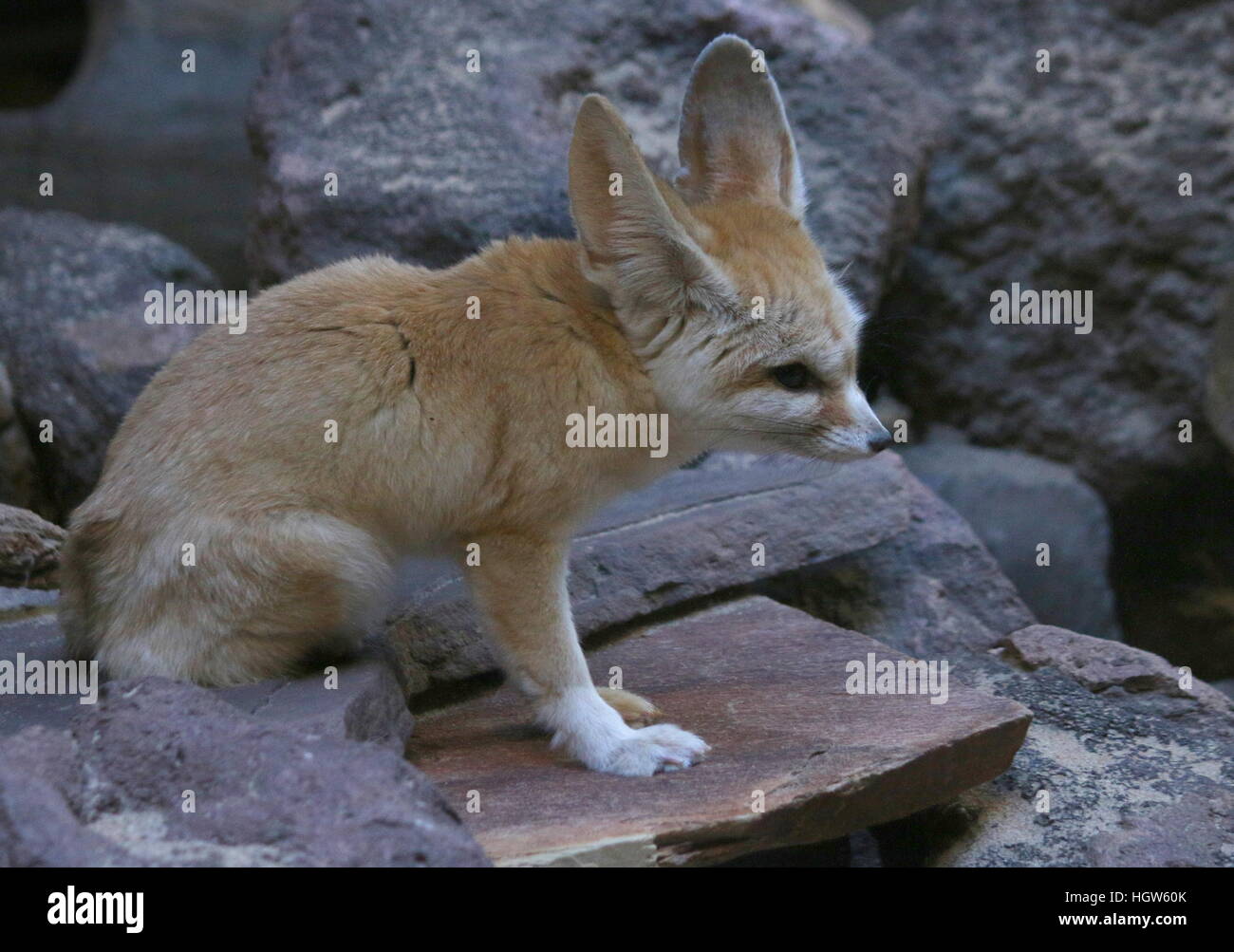 / Afrique du Nord saharienne Fennec Fennecus zerda (Fox) Banque D'Images