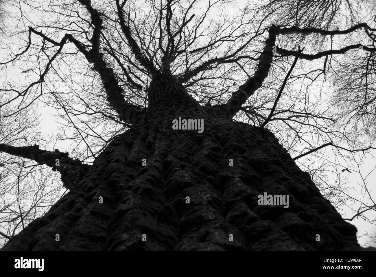 Grand arbre écorce terrestre close up Banque D'Images