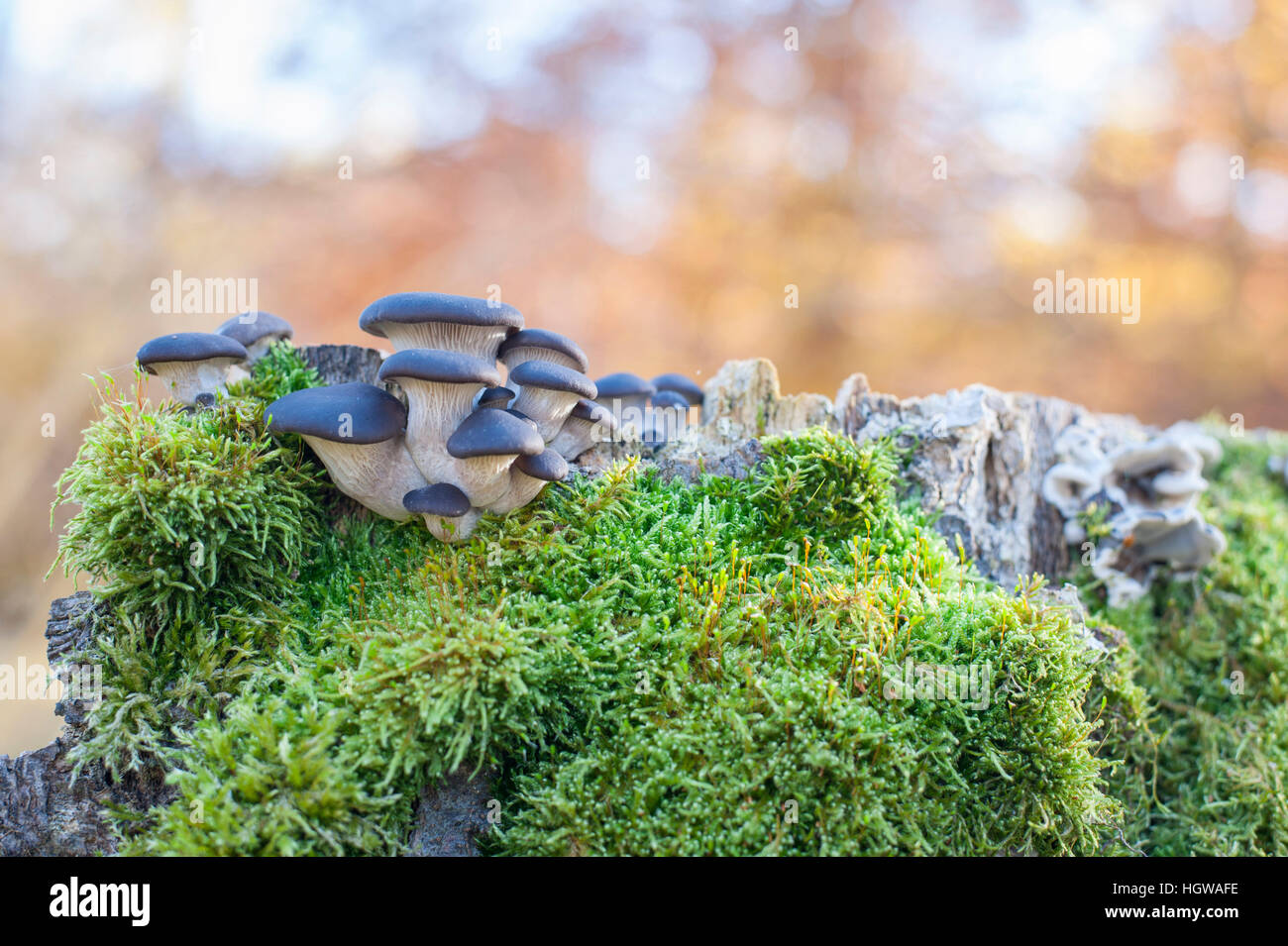 Pleurotes, Bade-Wurtemberg, Allemagne, Swabian-Franconian Heilbronn-Franconia-forêt, région Hohenlohe, Waldenburg, Montagnes, (Pleurotus ostreatus) Banque D'Images