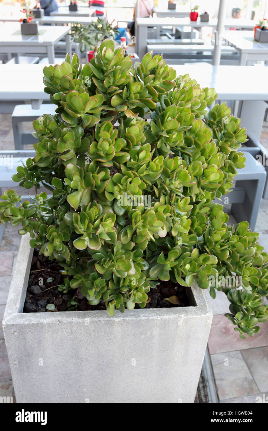 Crassula ovata ou Jade plantes poussant dans un pot Banque D'Images