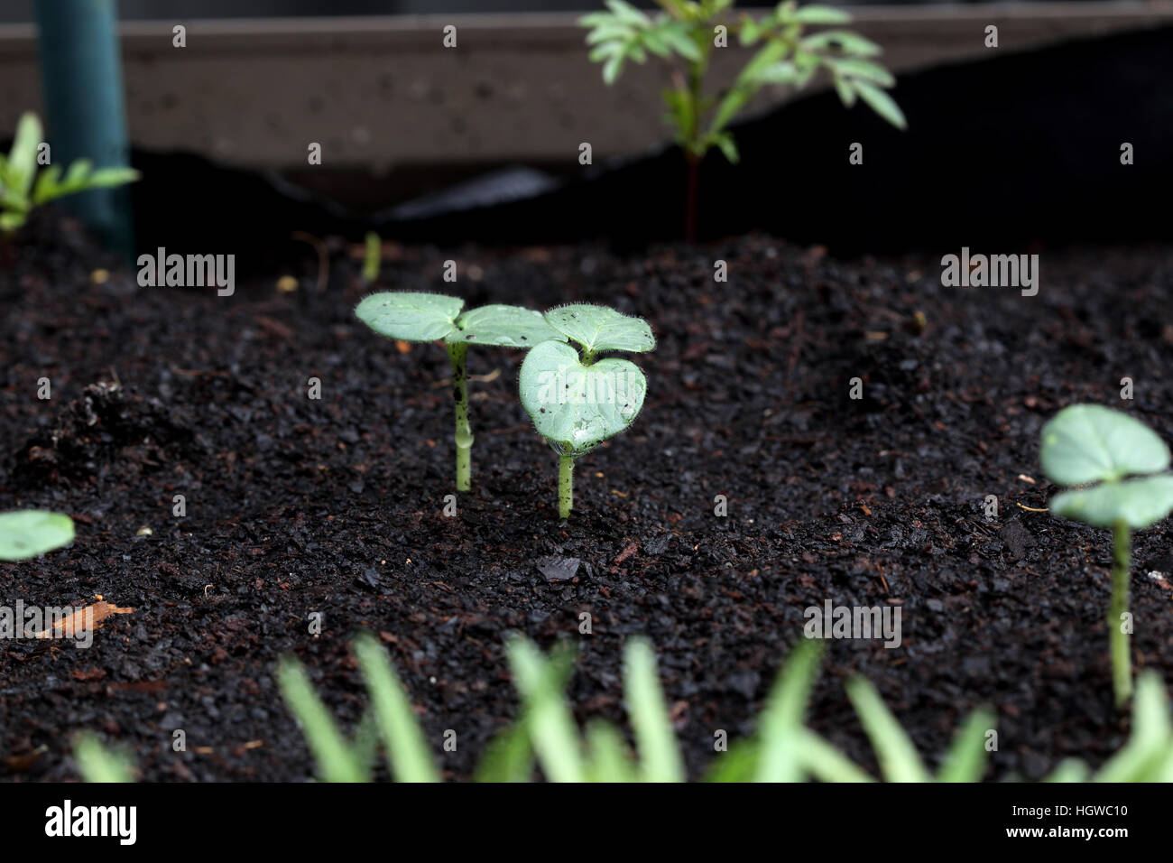 Close up of Okra germination du sol Semis Banque D'Images