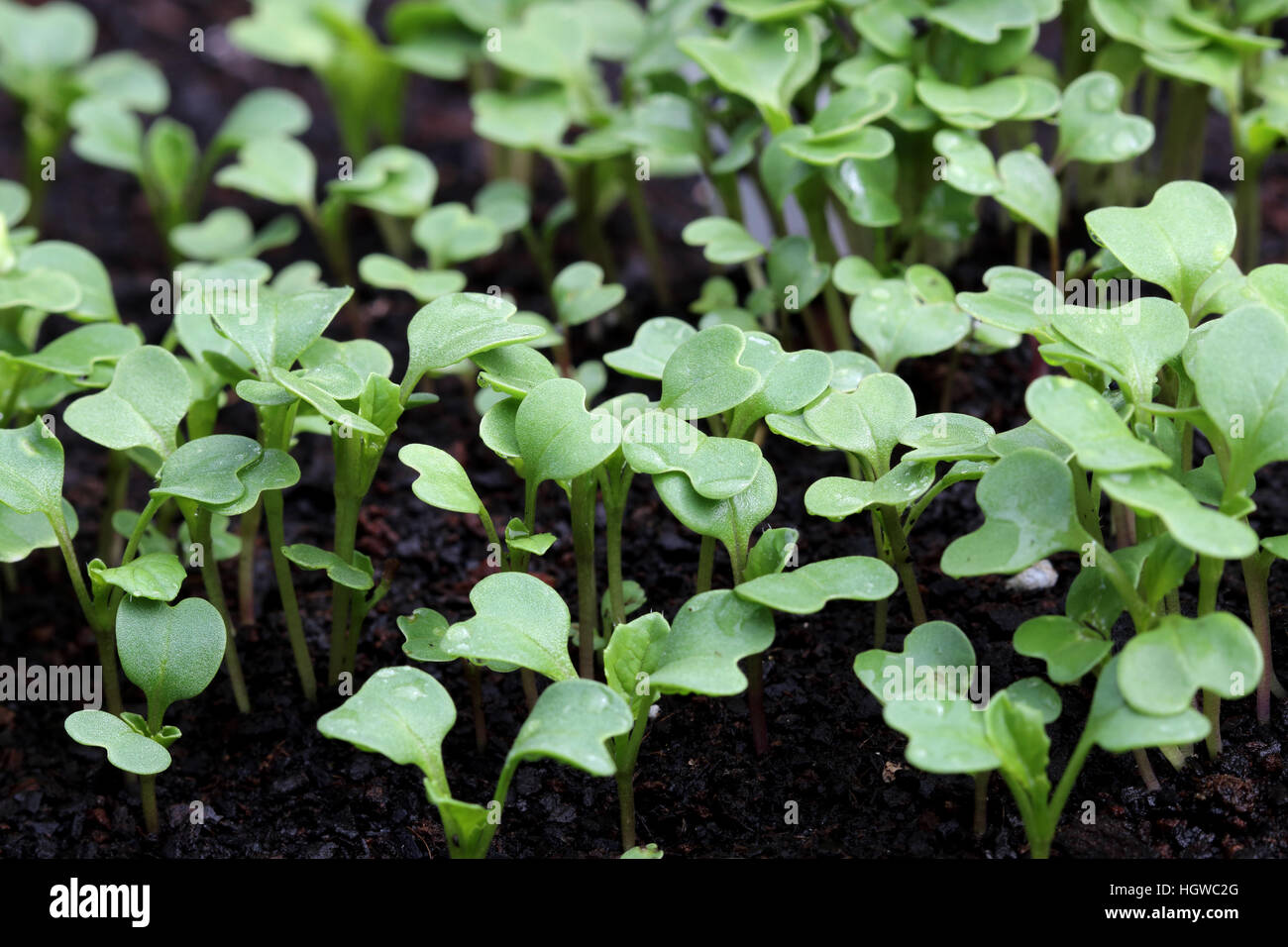 Choy Sum plants bourgeonnant sur lit de jardin Banque D'Images
