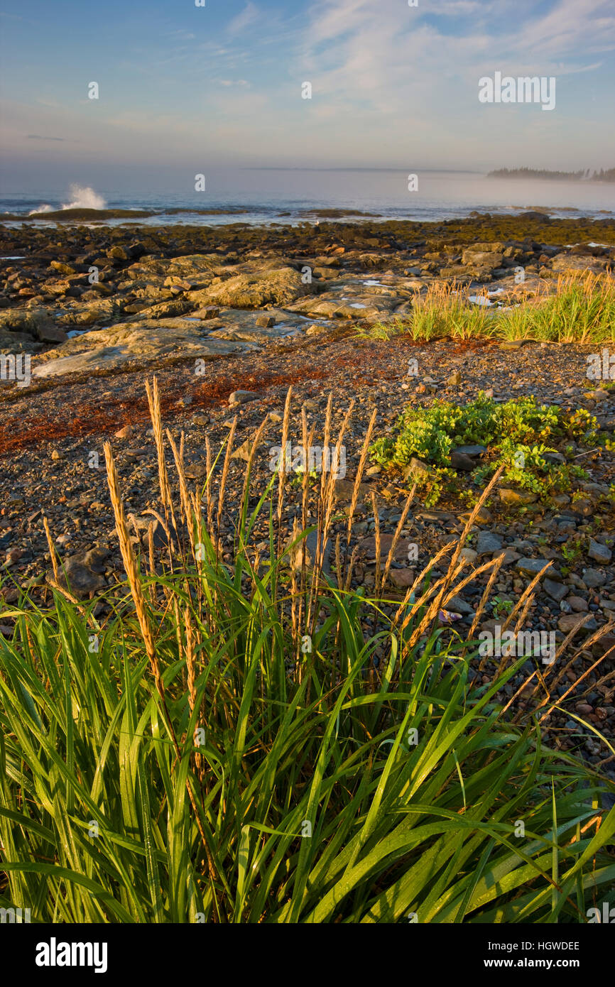 Les herbes poussent au-dessus de la ligne de marée haute à Seawall du Maine dans l'Acadia National Park. Banque D'Images