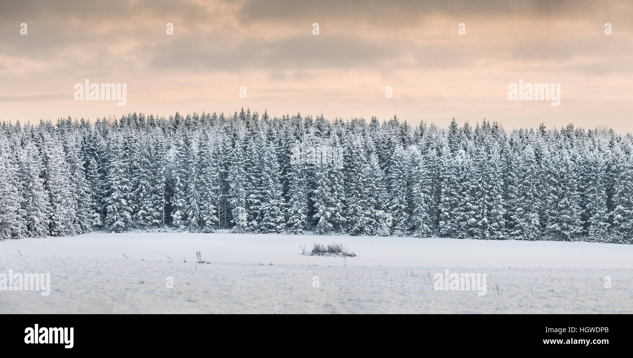 Champ et le bord d'une forêt de pins avec le givre et la neige au coucher du soleil, Uppland, Suède, Scandinavie Banque D'Images