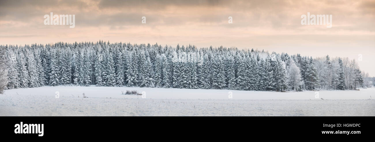 Champ et le bord d'une forêt de pins avec le givre et la neige au coucher du soleil, Uppland, Suède, Scandinavie Banque D'Images