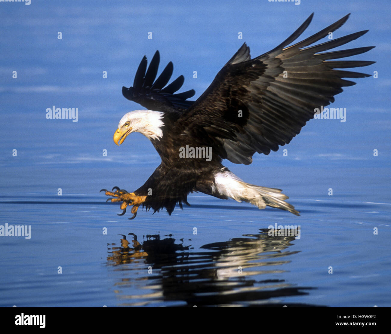 Pygargue à tête blanche La pêche du hareng, Kachemak Bay, Alaska Banque D'Images