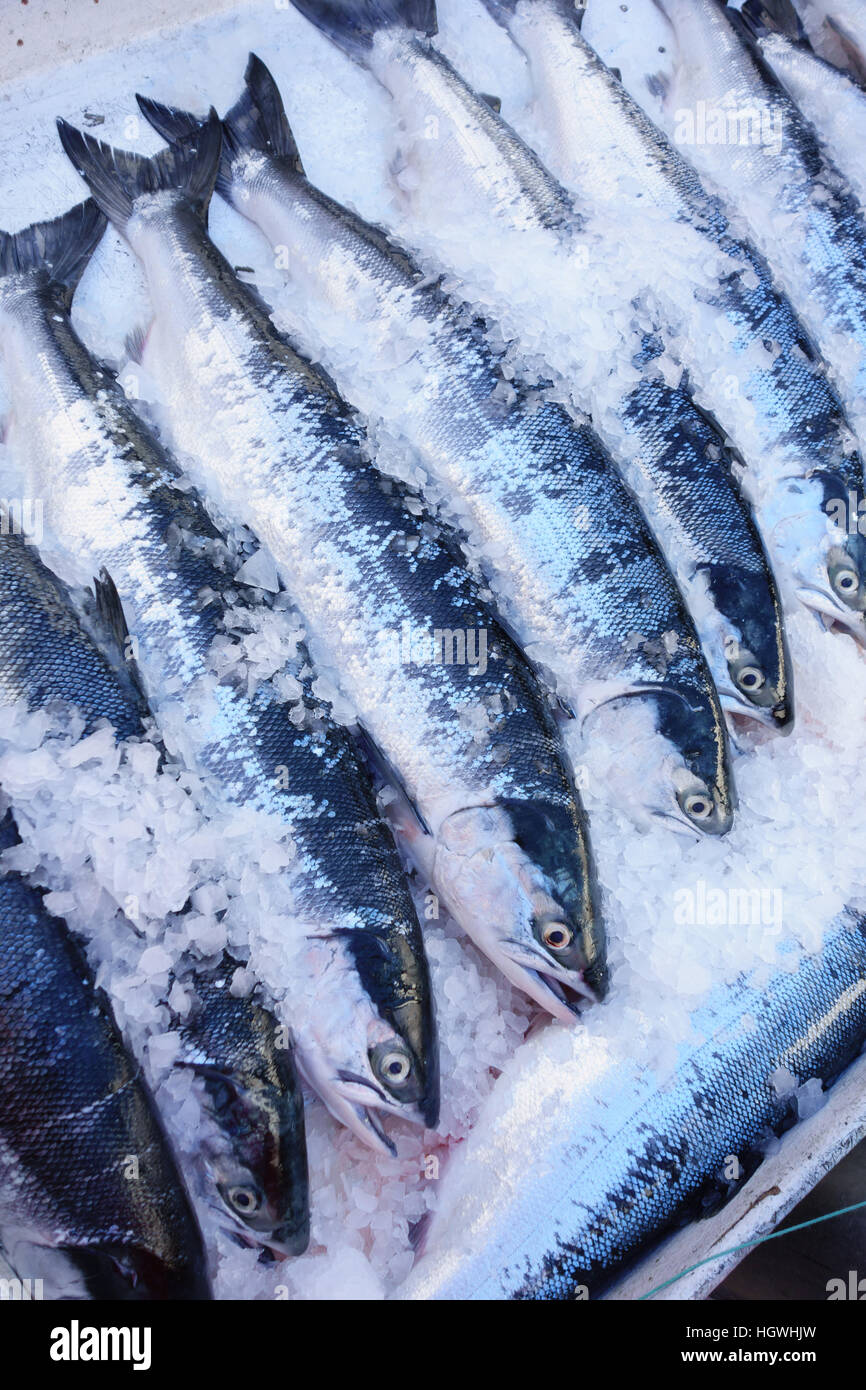 Le saumon sauvage en vente dans les glaces Banque D'Images