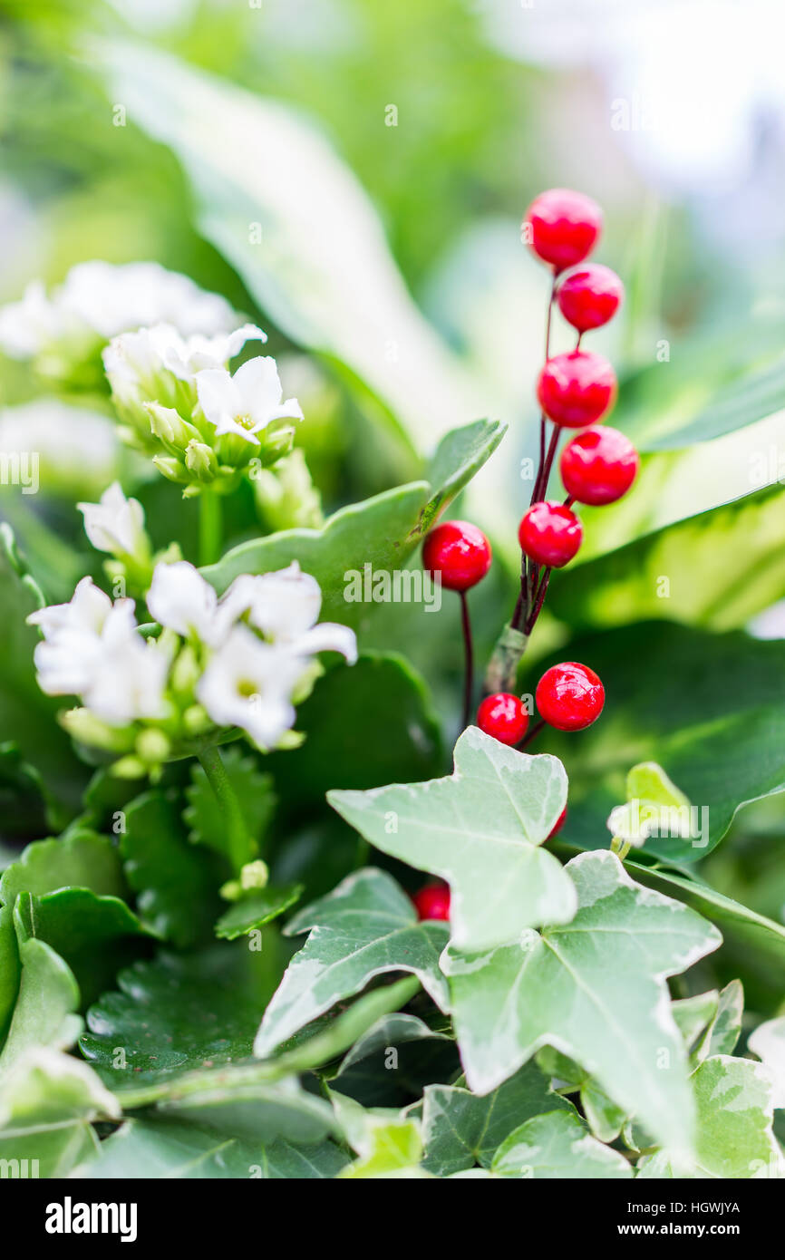 Plante hiver bouquet pot aux fruits rouges et de fleurs blanches Banque D'Images