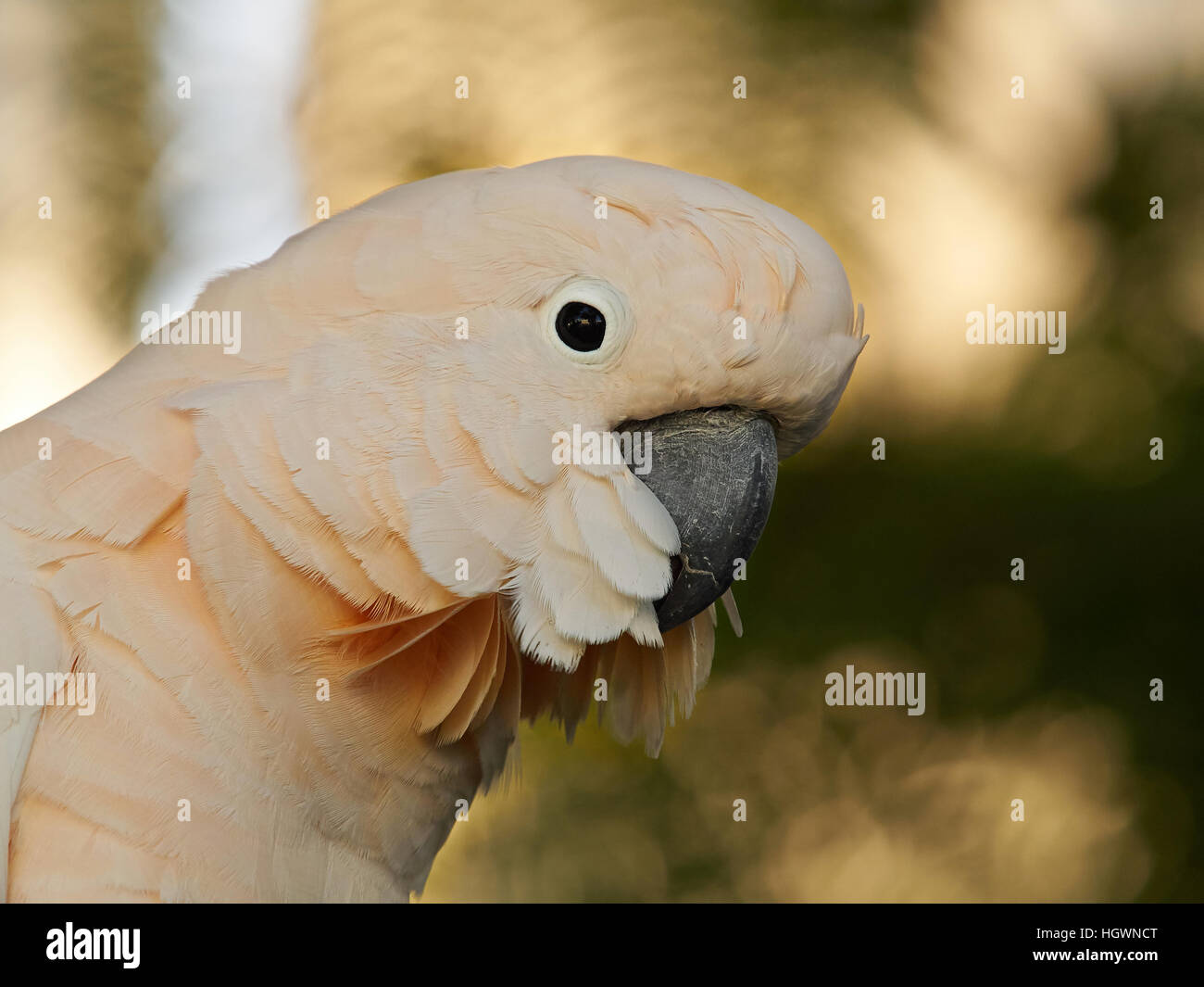 Portrait d'un perroquet cacatoès rose avec des plumes blanches, bec solide noir arrière-plan flou Banque D'Images